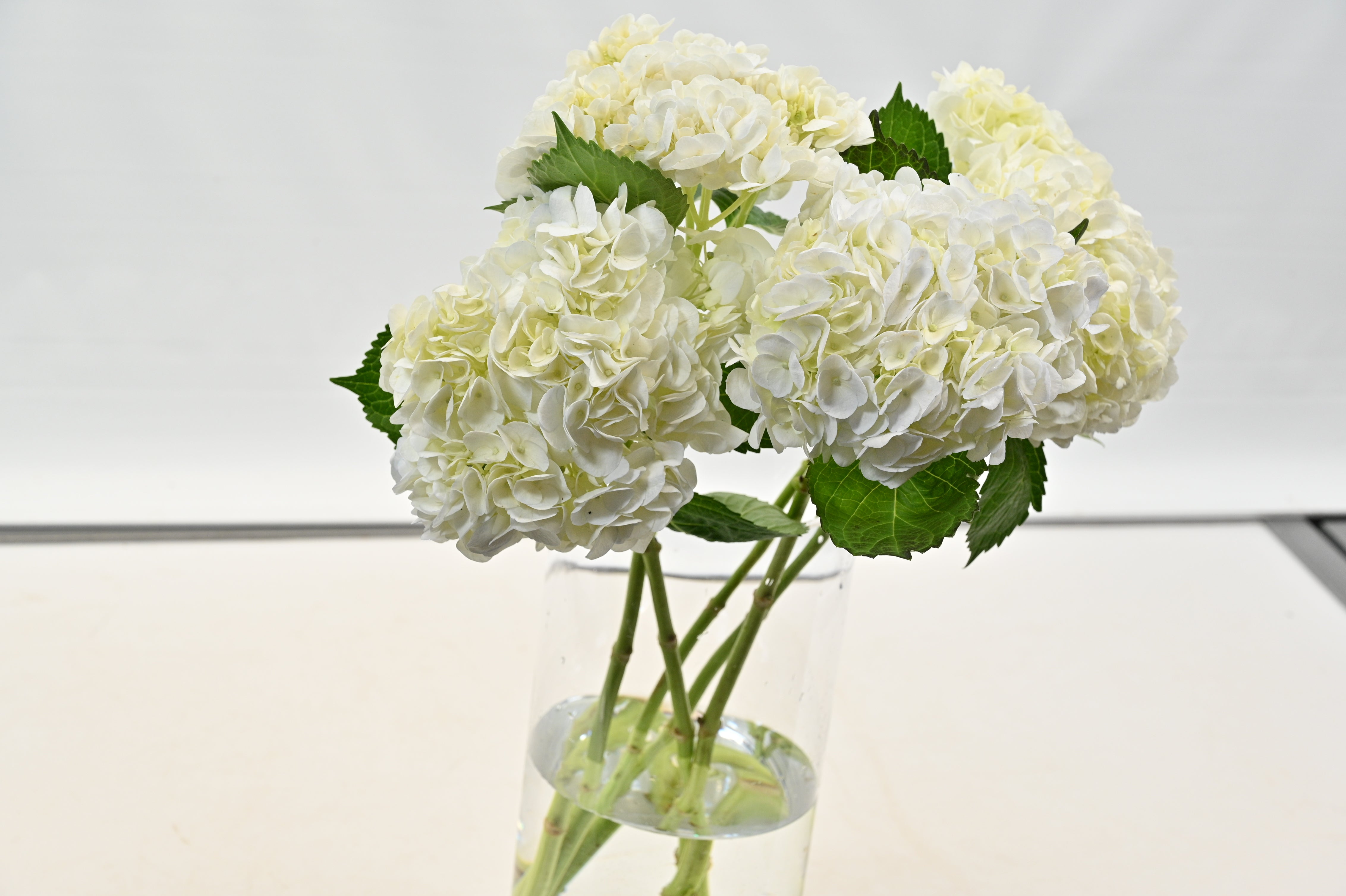 HYDRANGEA S. A. WHITE Large