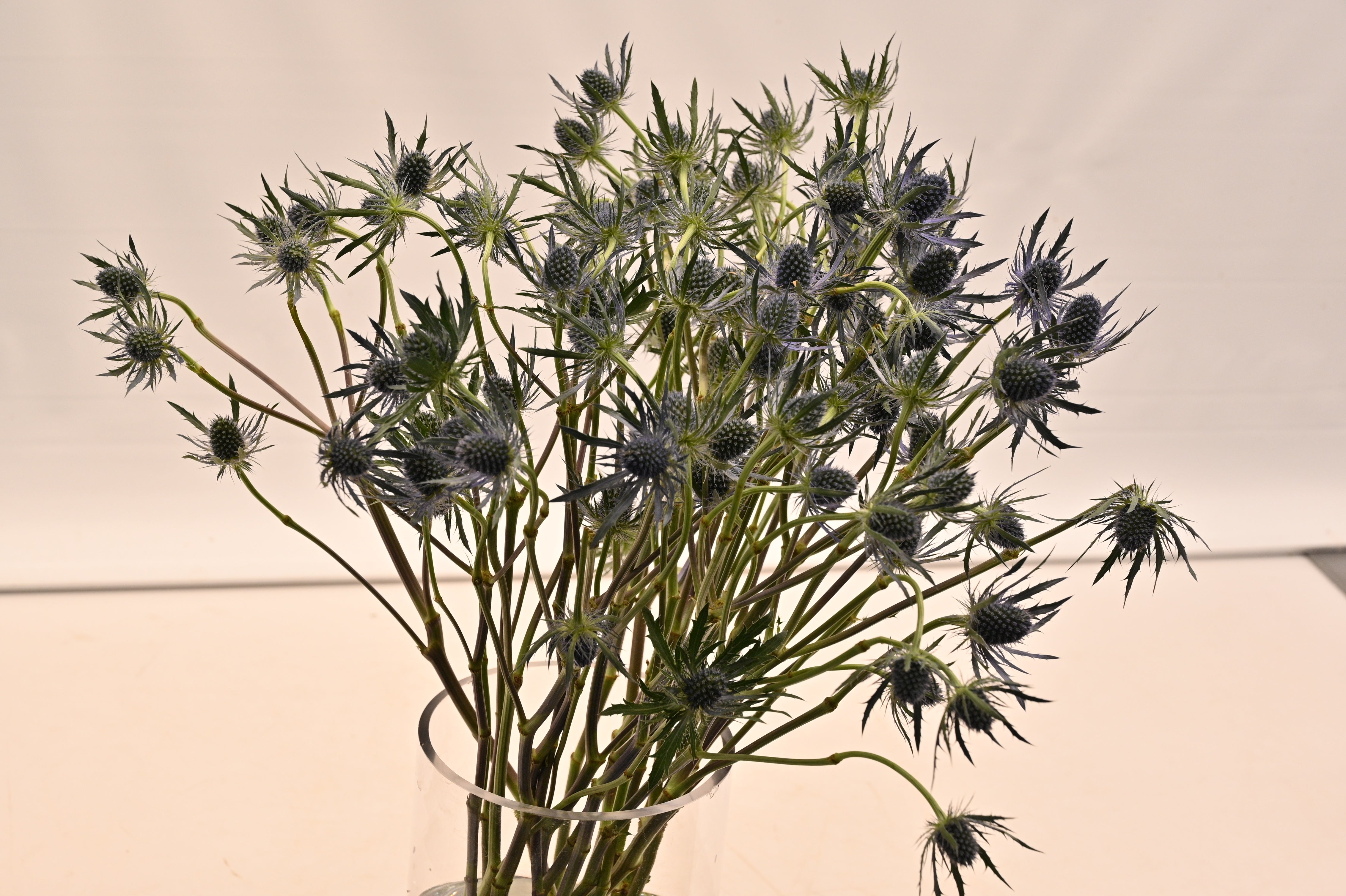 ERYNGIUM BLUE DYNAMITE Large