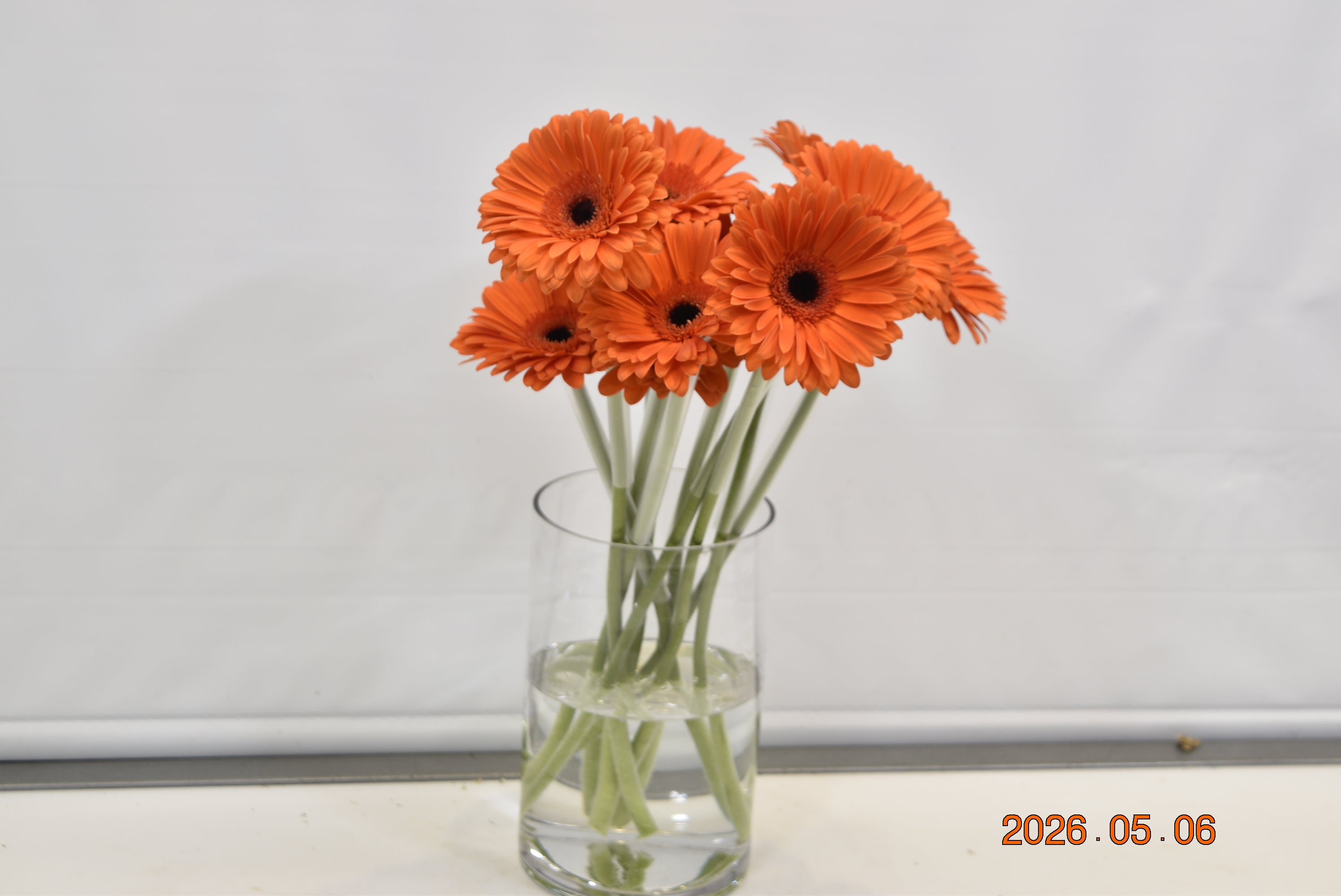 Gerbera Capella Large