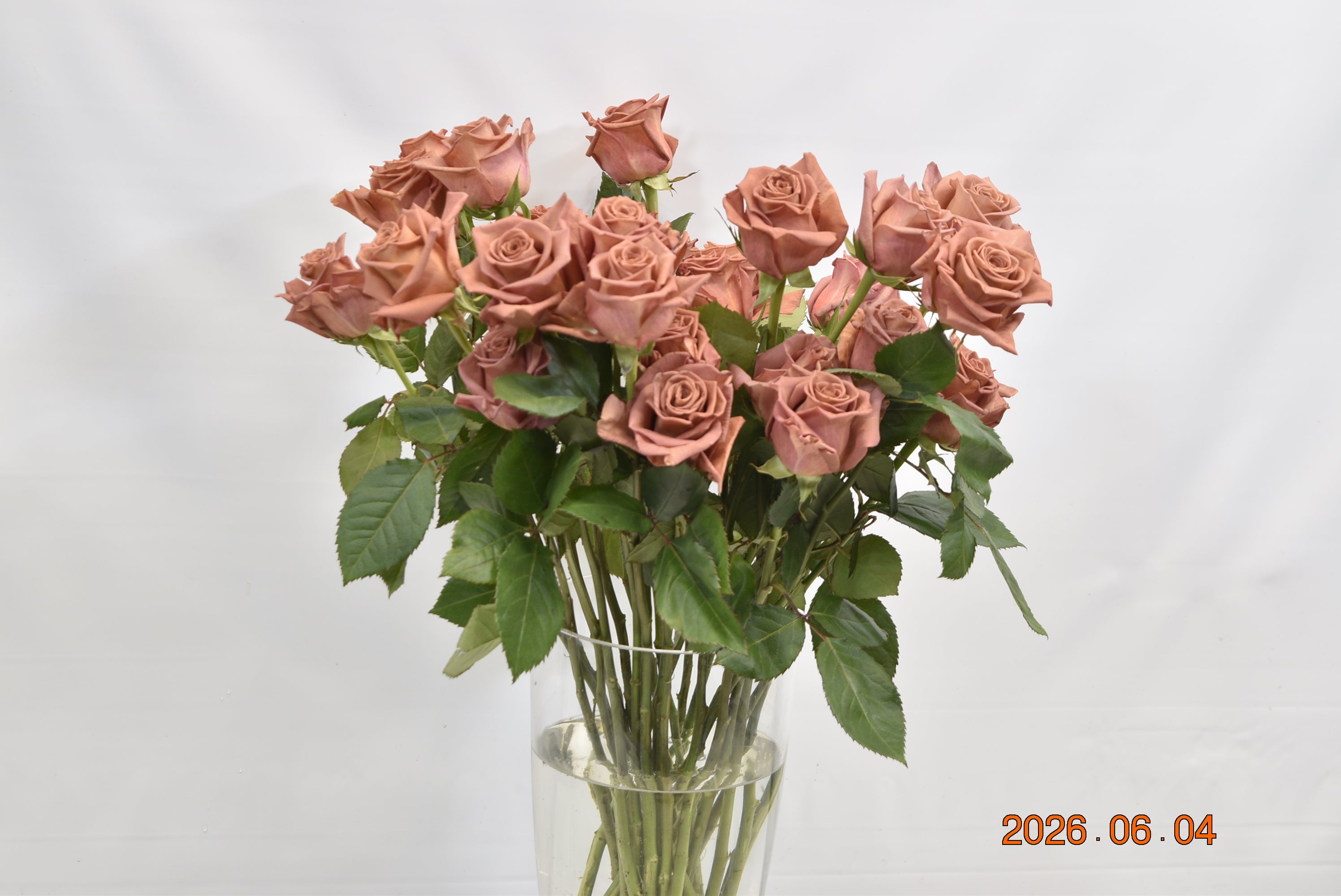Rose Barista Large