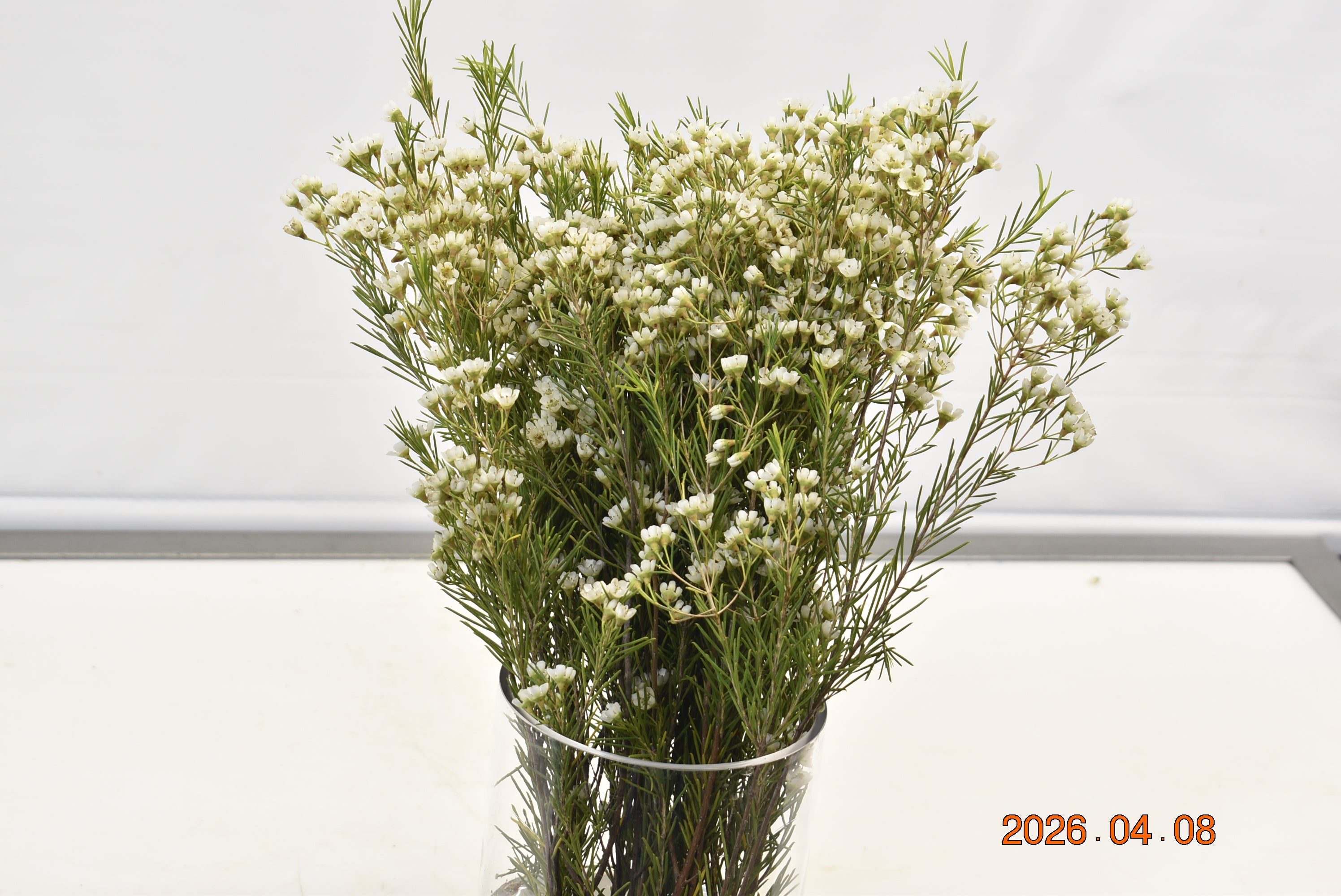 WAXFLOWER WHITE 500g Large