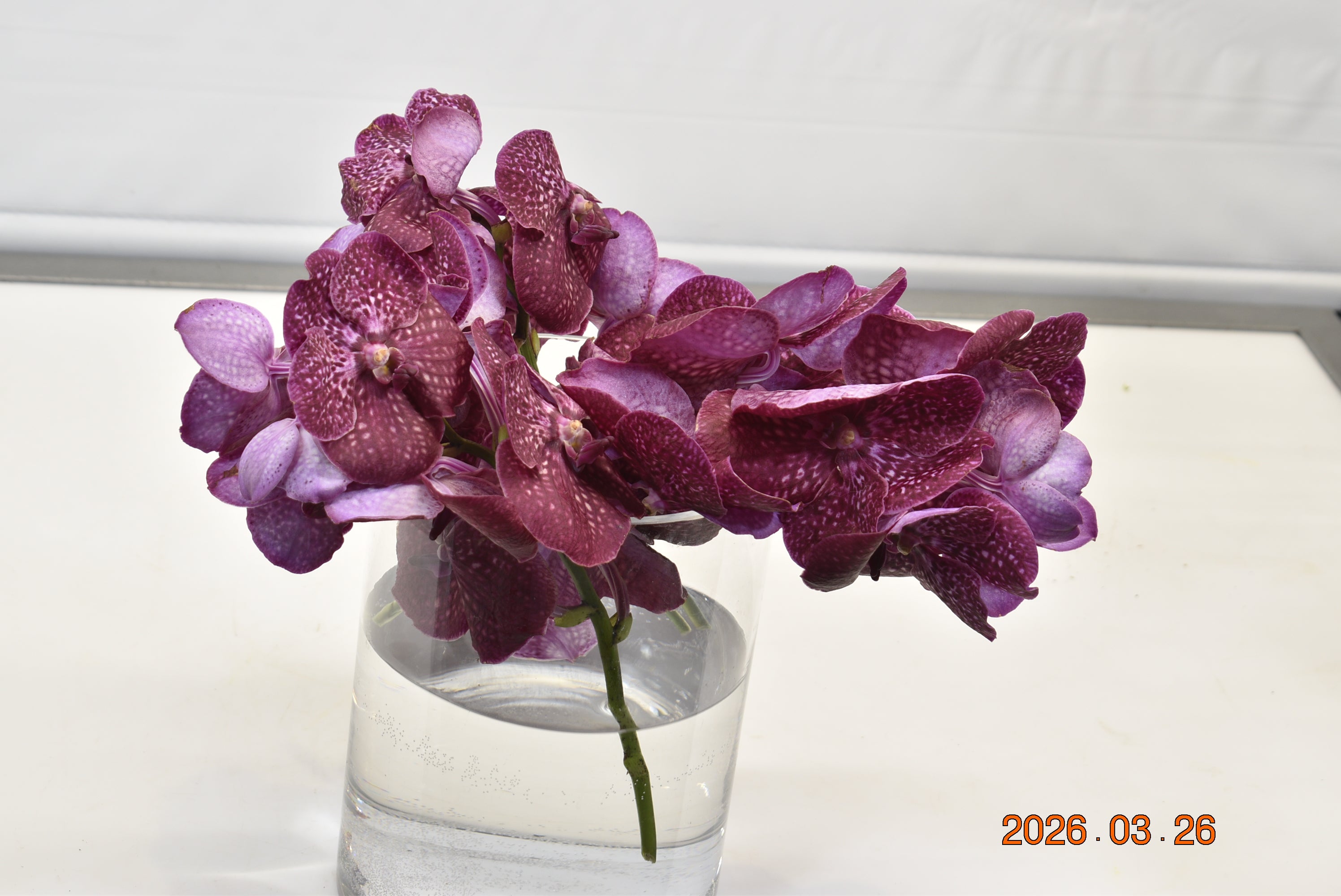 Vanda Nataya Crimson Love Large