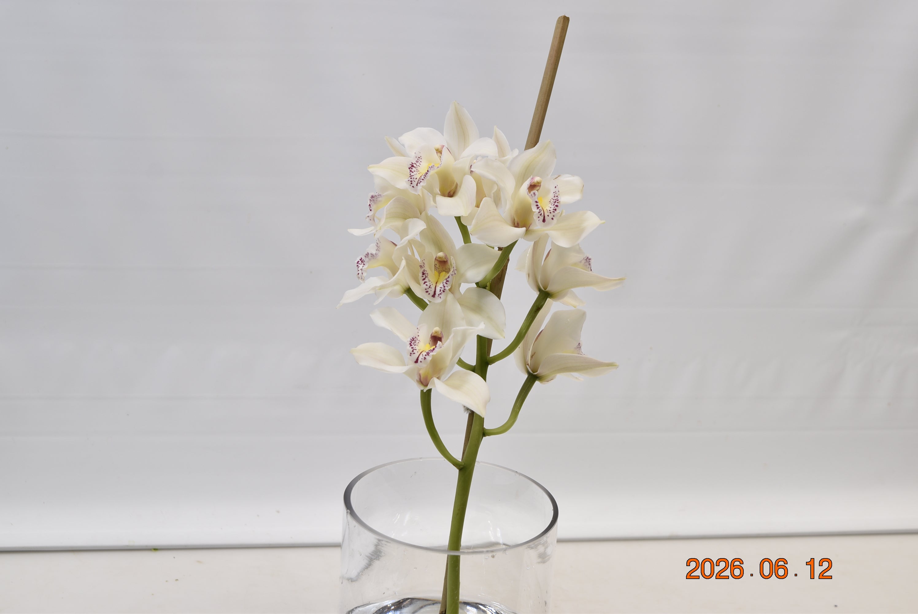 CYMBIDIUM WHITE PER BLOOM Large