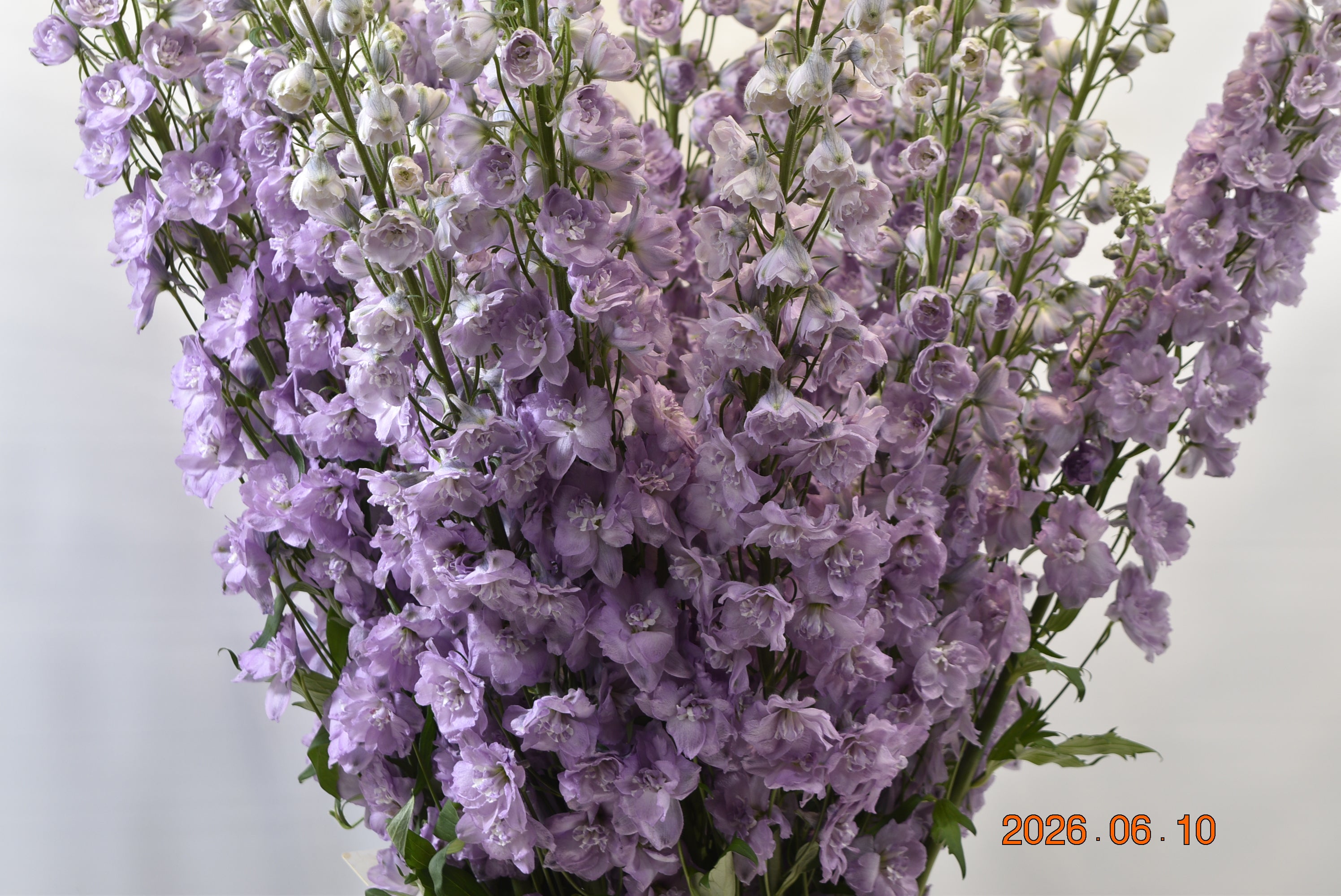 Delphinium D. Dewi Melody Large