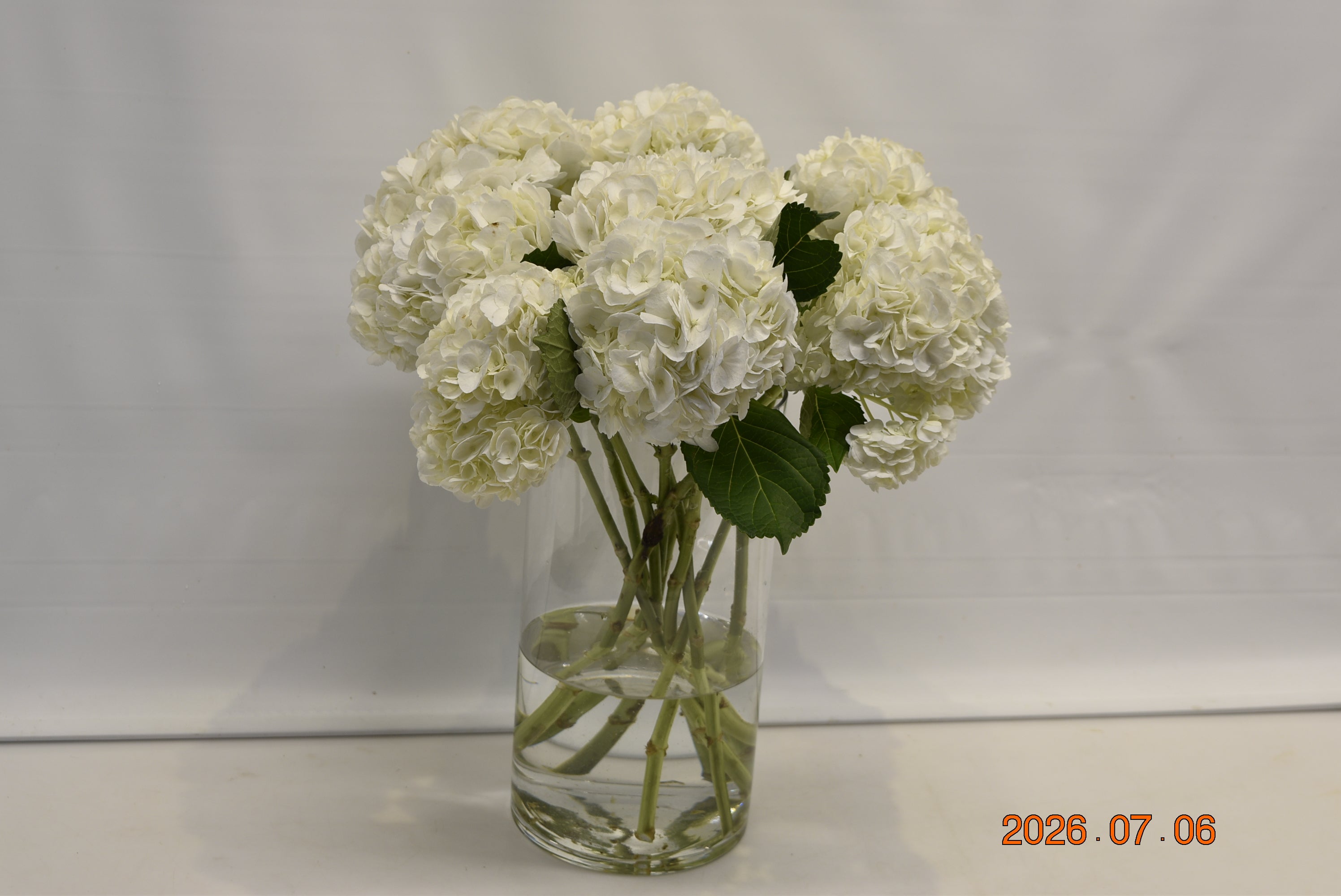 HYDRANGEA S. A. WHITE Large