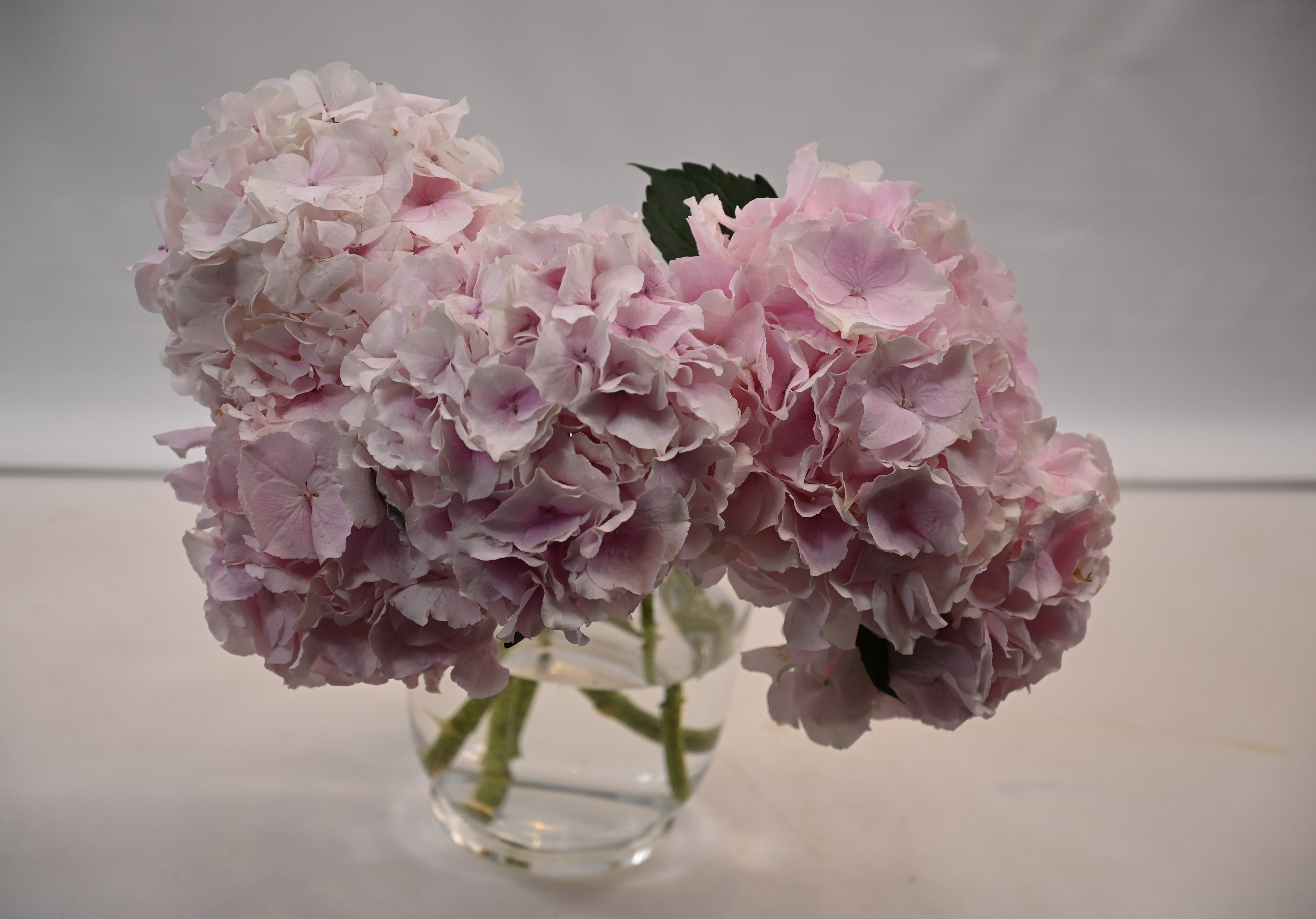 Hydrangea Grandeur Light Pink Large