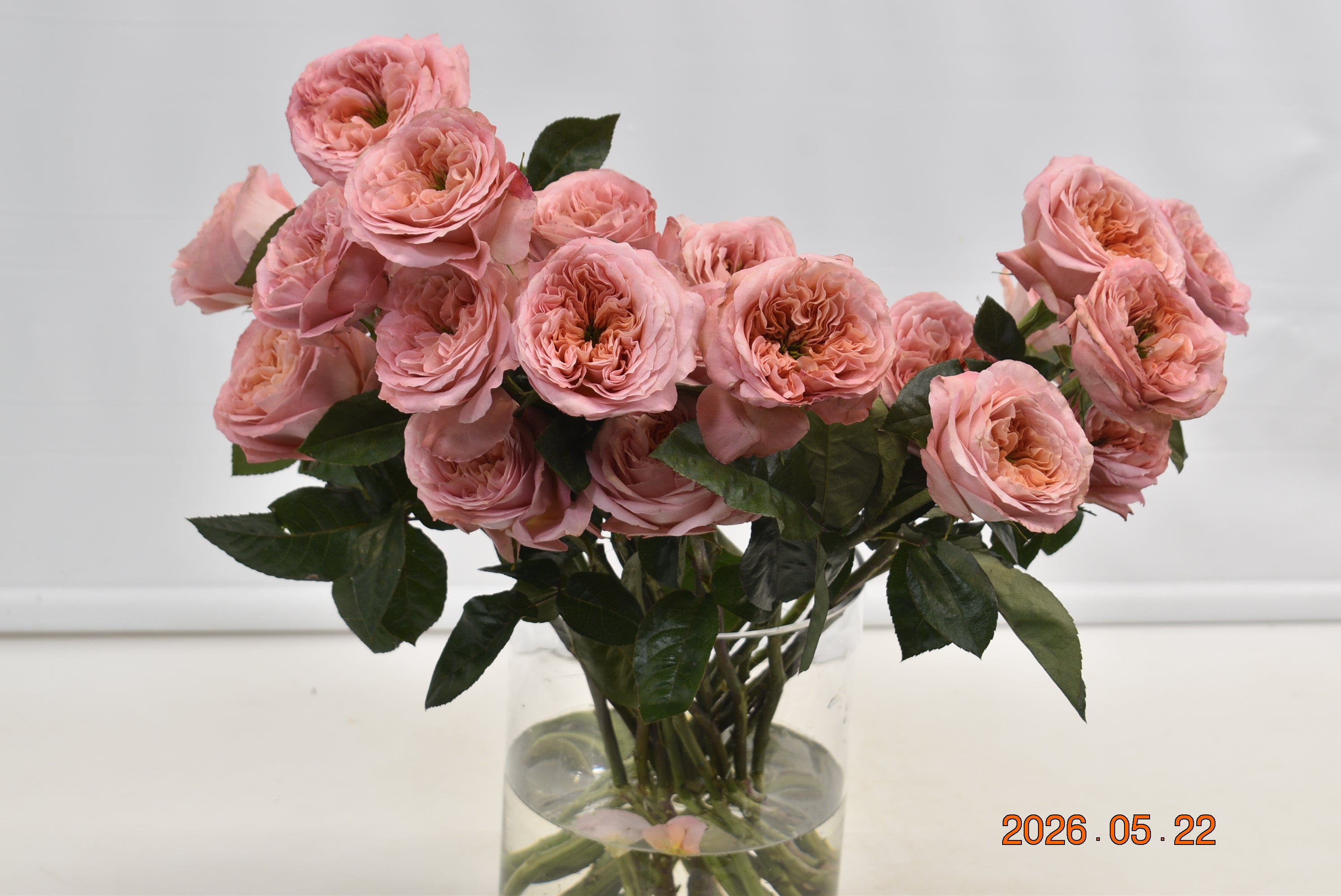 Rose Garden Mandarin X-Pression Large