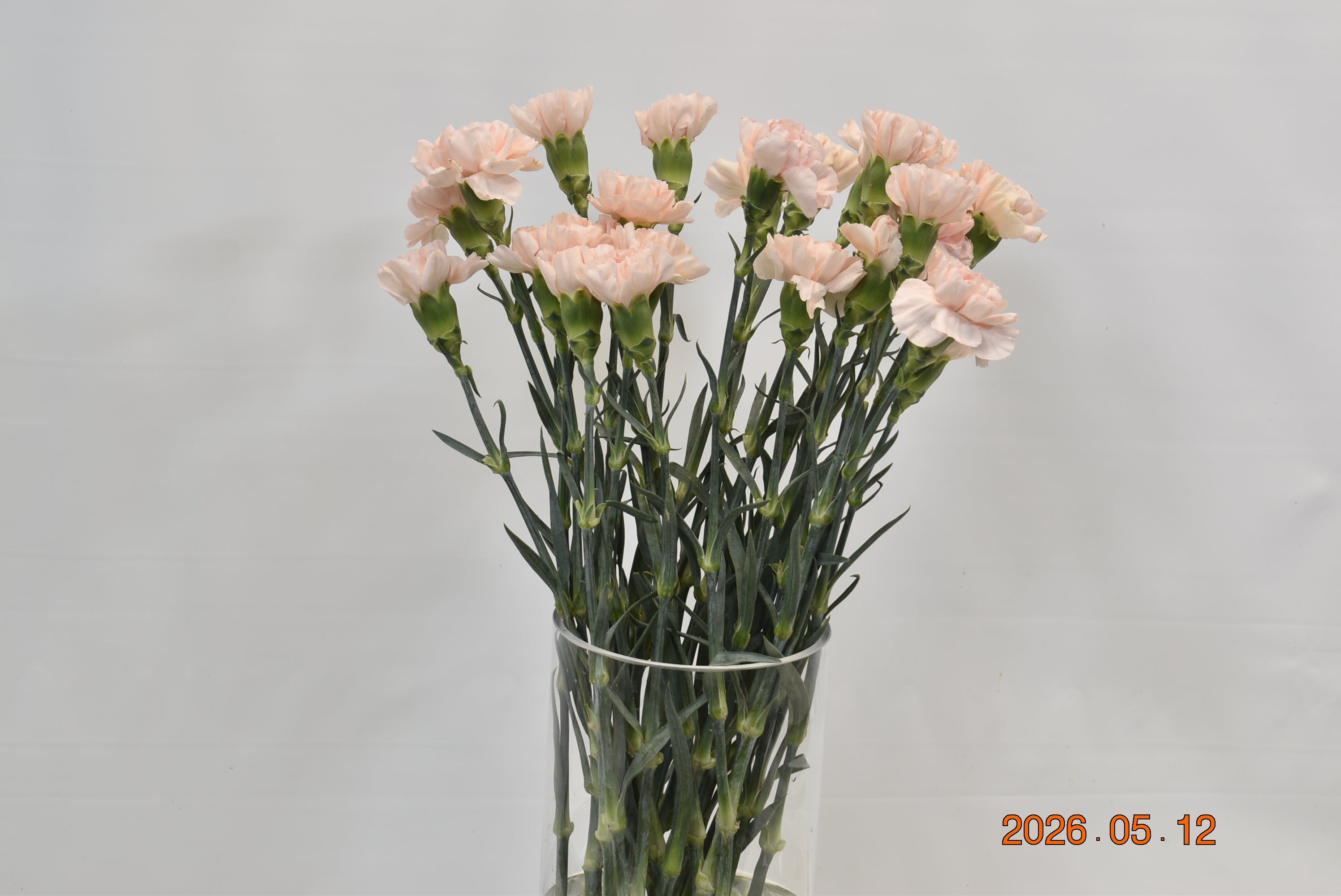 CARNATION NOVIA Large