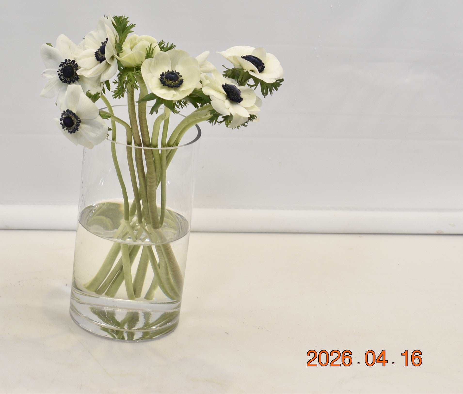 ANEMONE WHITE Large