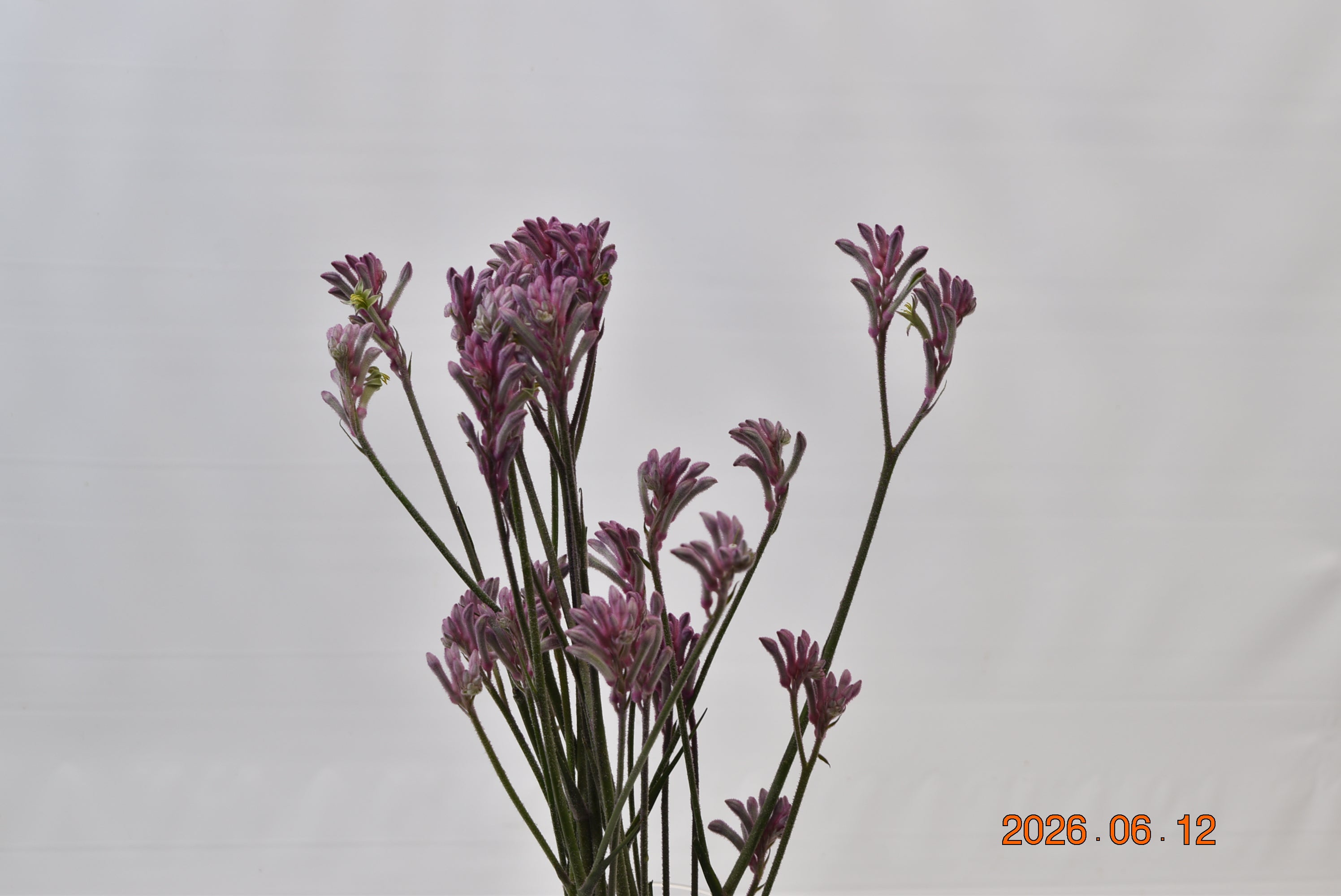KANGAROO PAW PINK Large
