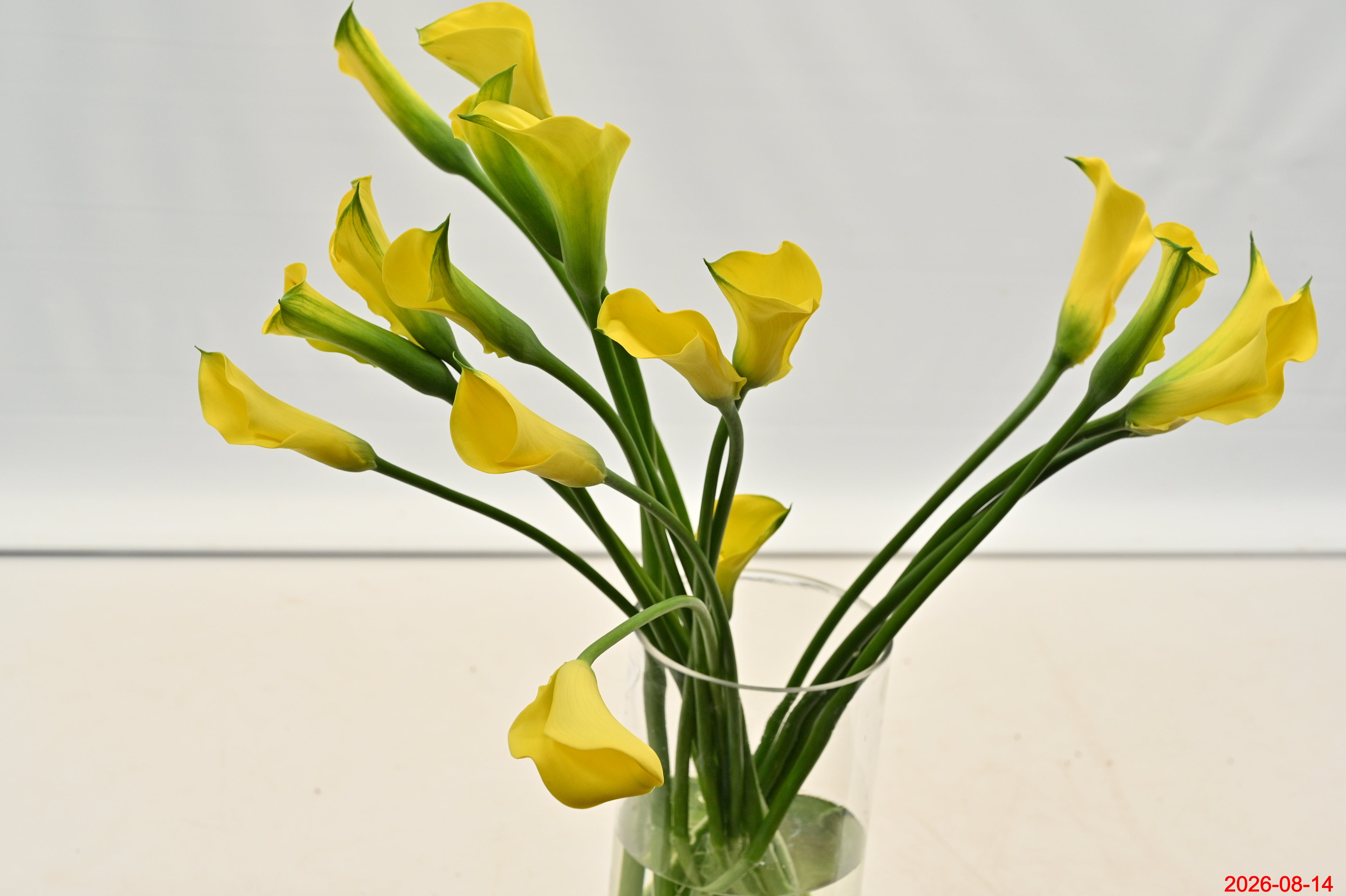CALLA YELLOW Large