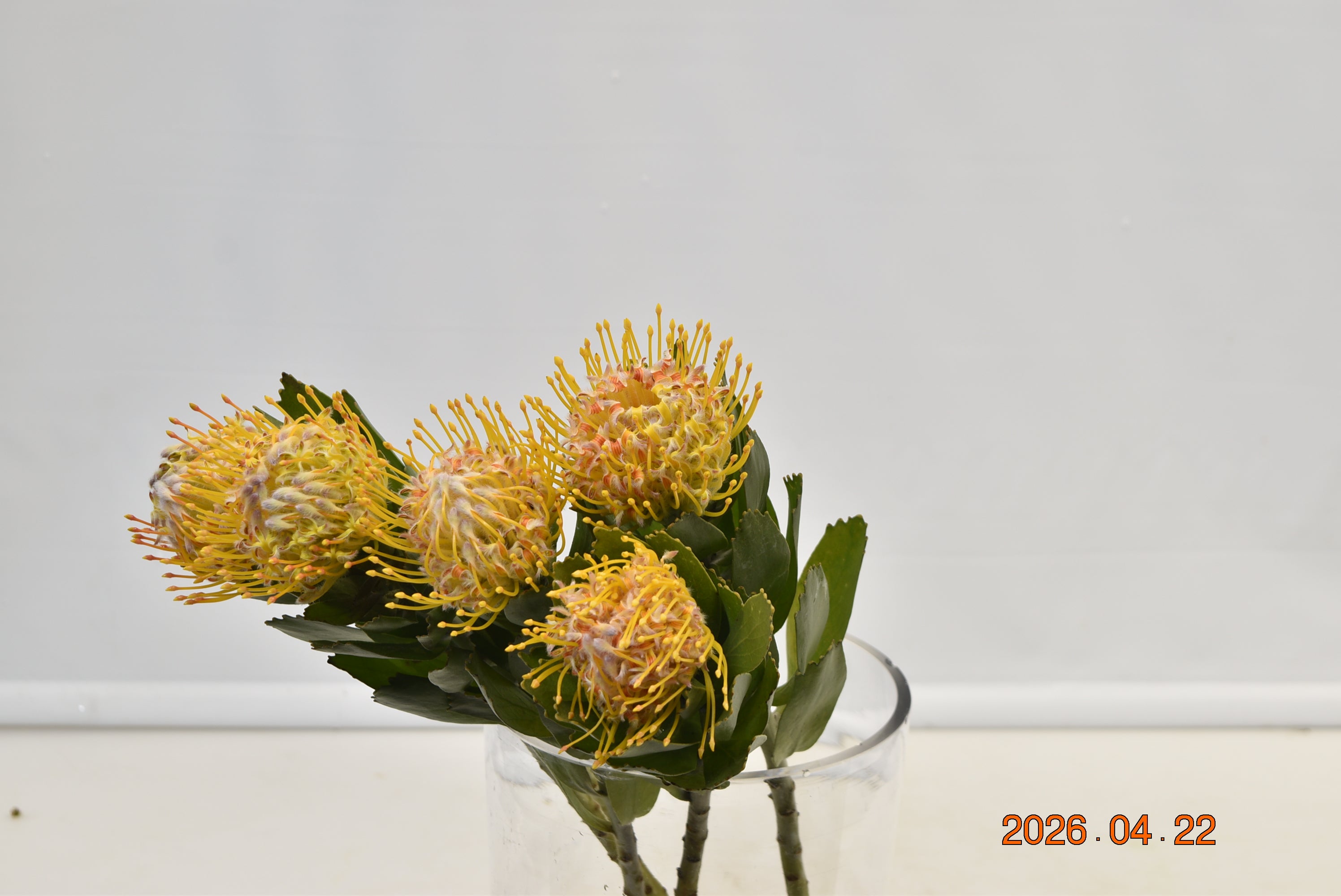 PINCUSHION SOLEIL Large