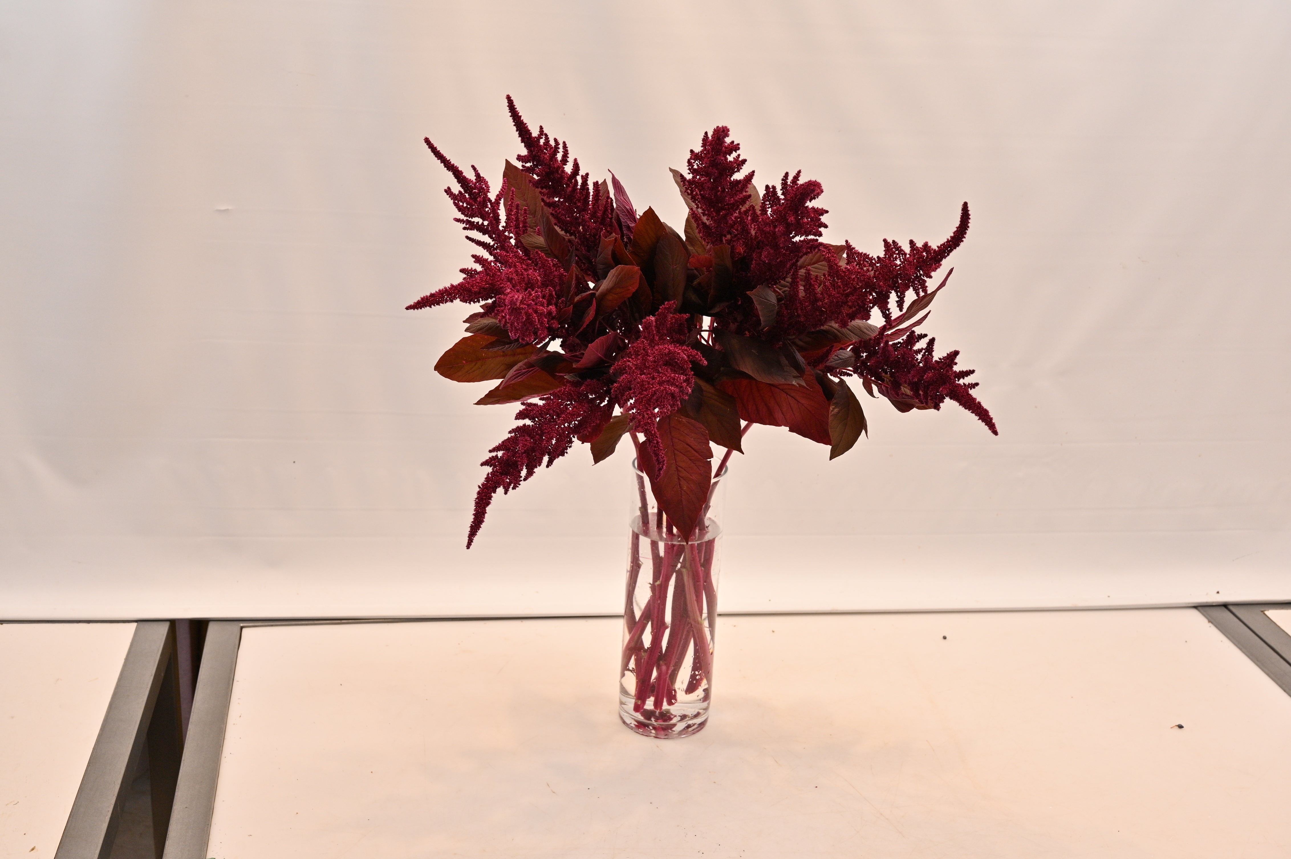 AMARANTHUS HANGING RED Large