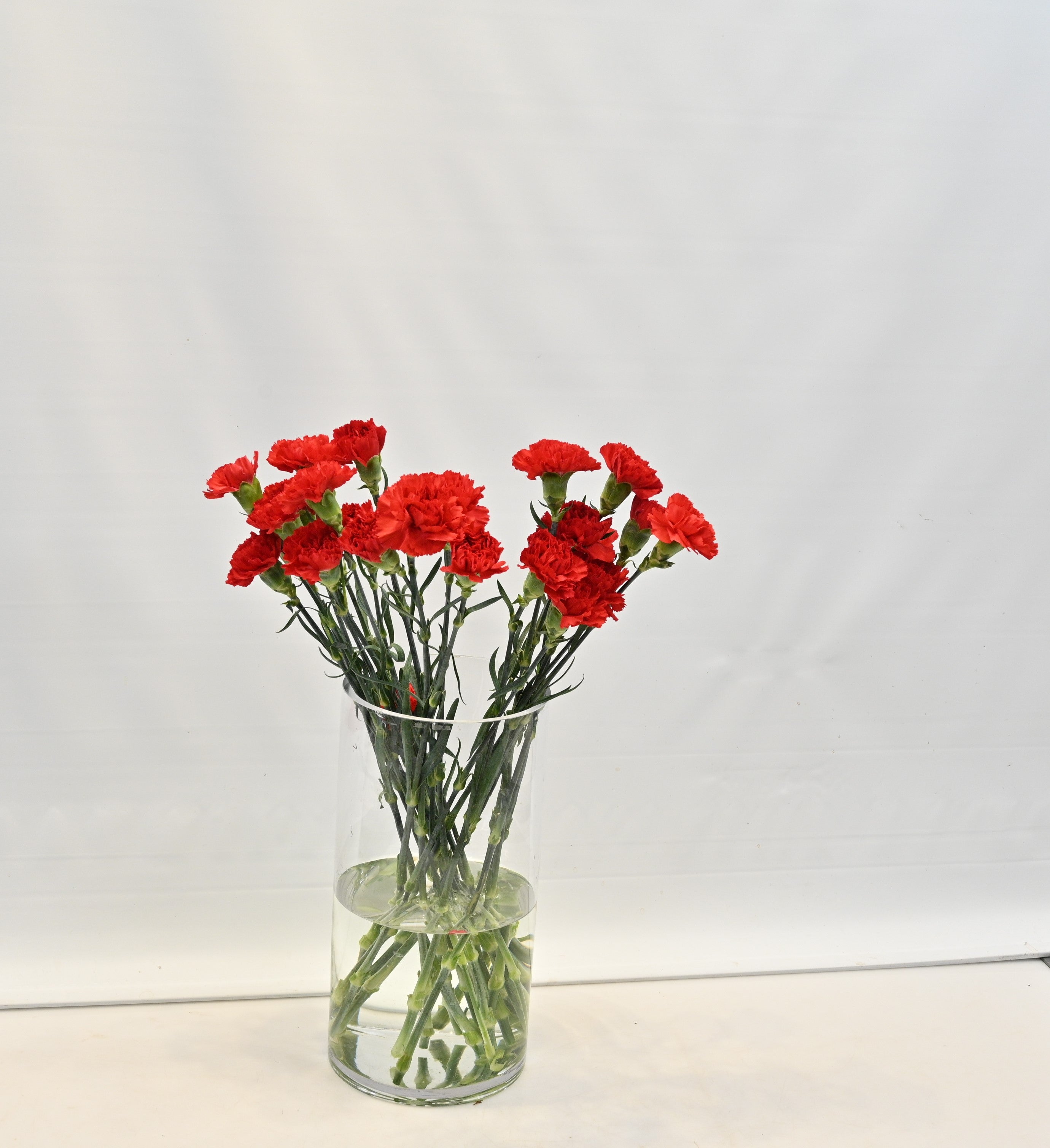 CARNATION DON PEDRO Large