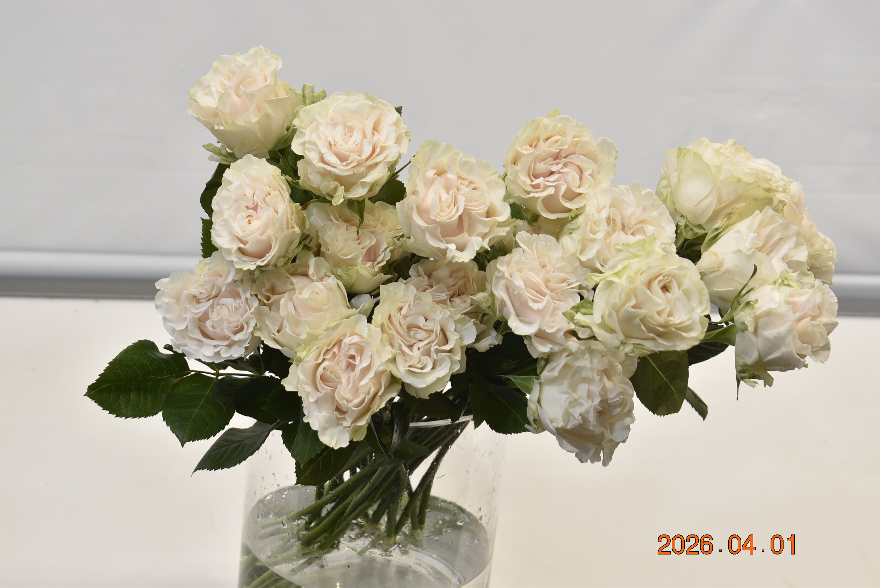ROSE COTTON XPRESSION Large
