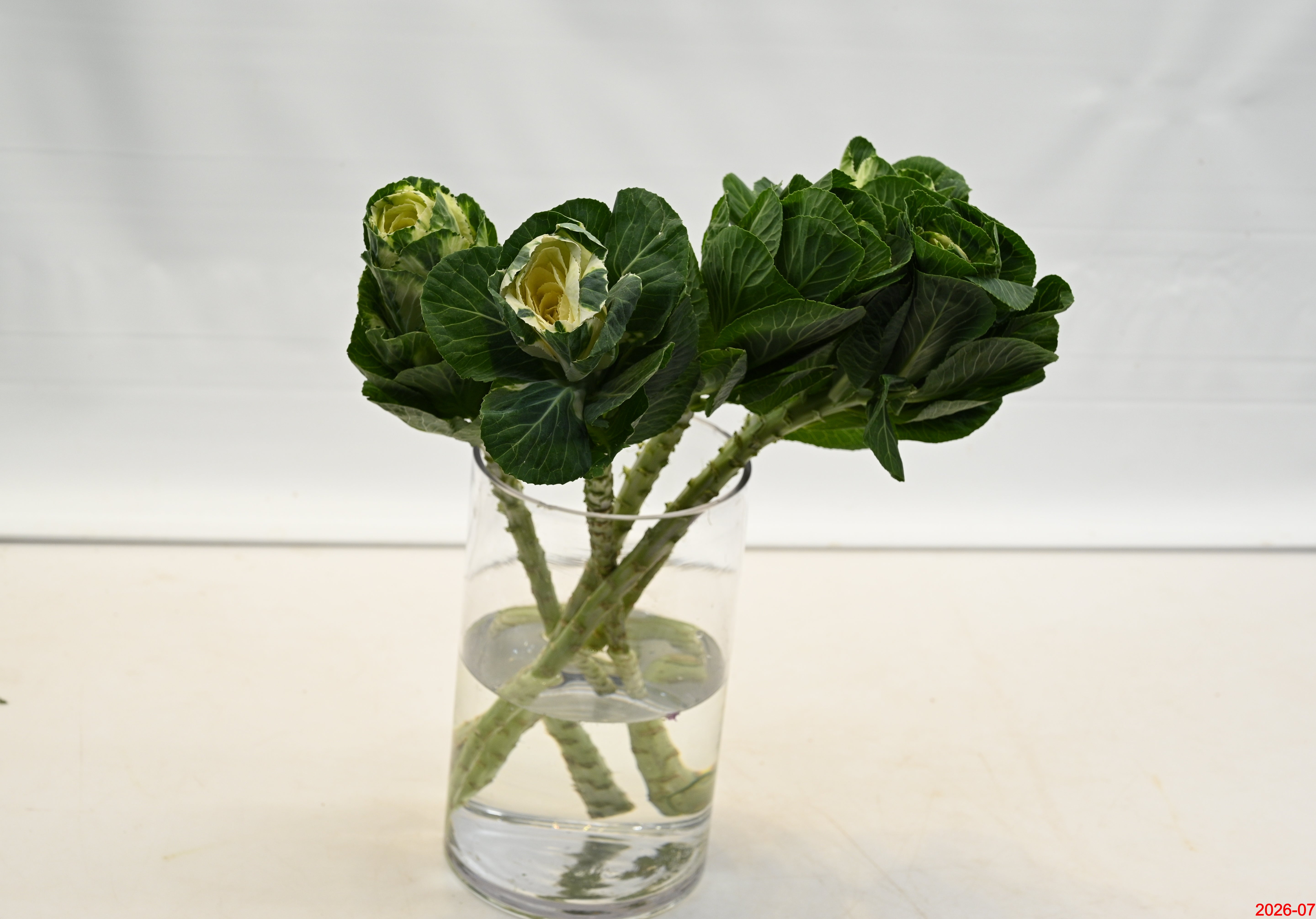 KALE WHITE Large