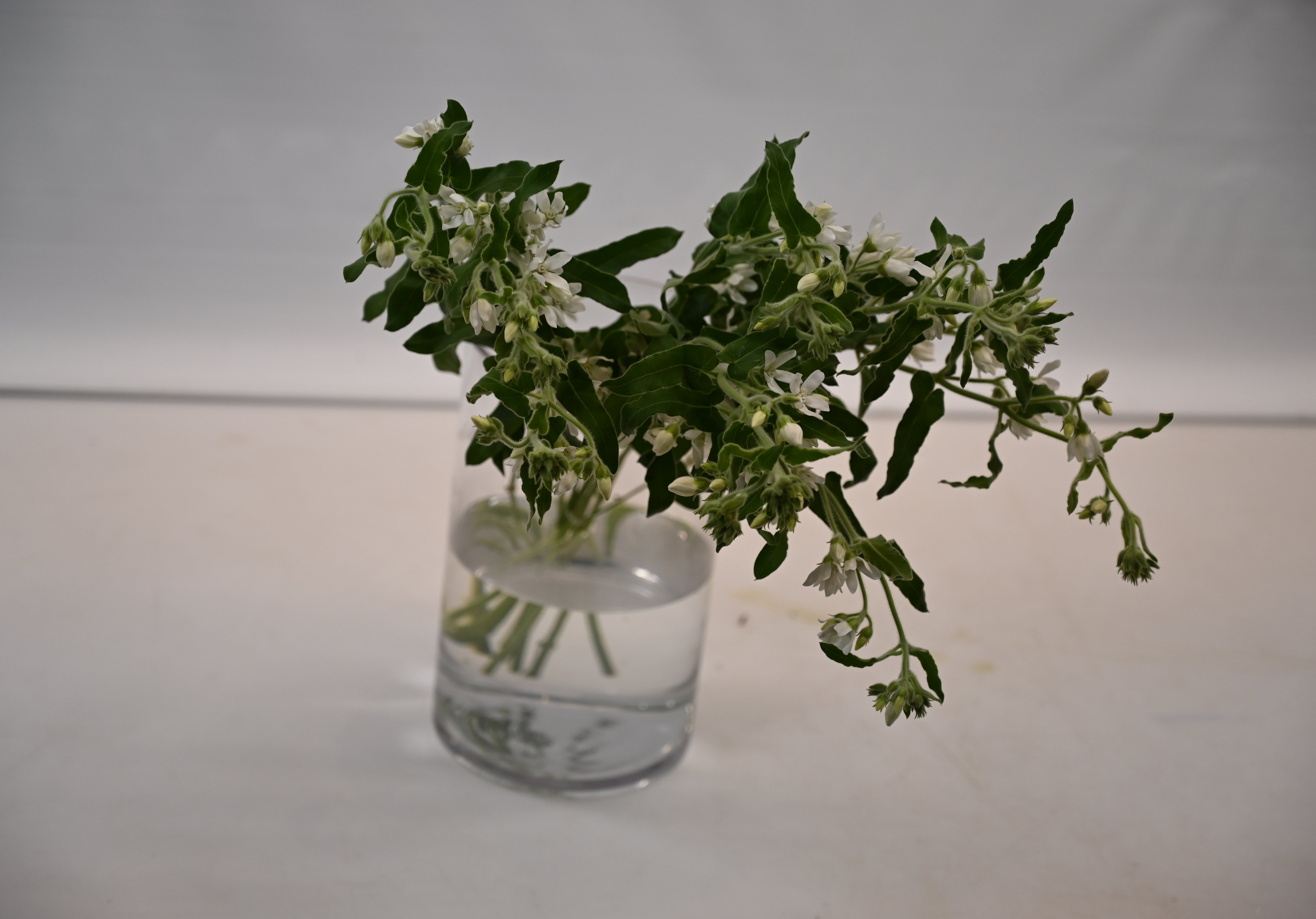 OXYPETALUM WHITE Large