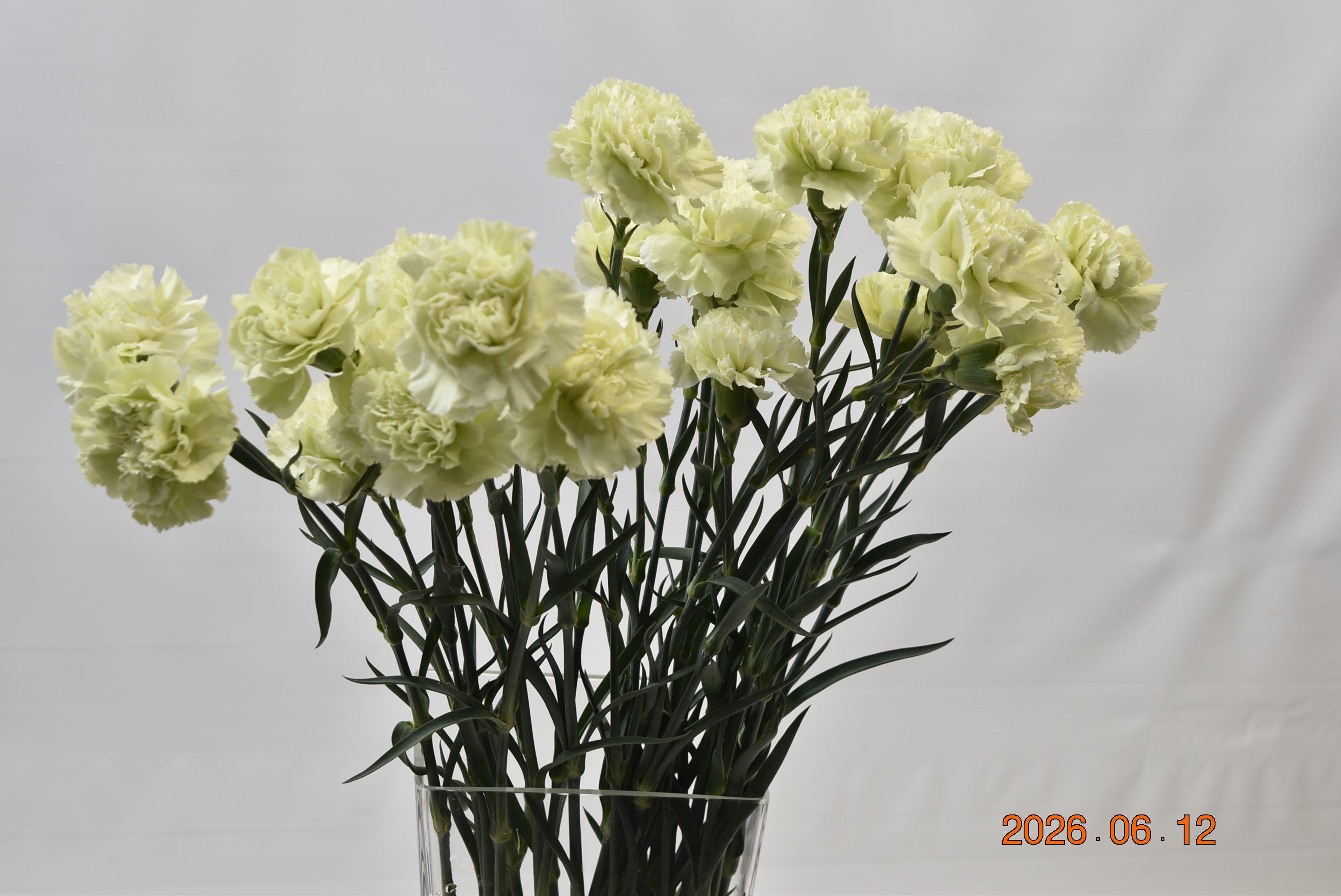 CARNATION PRADO-MINT Large