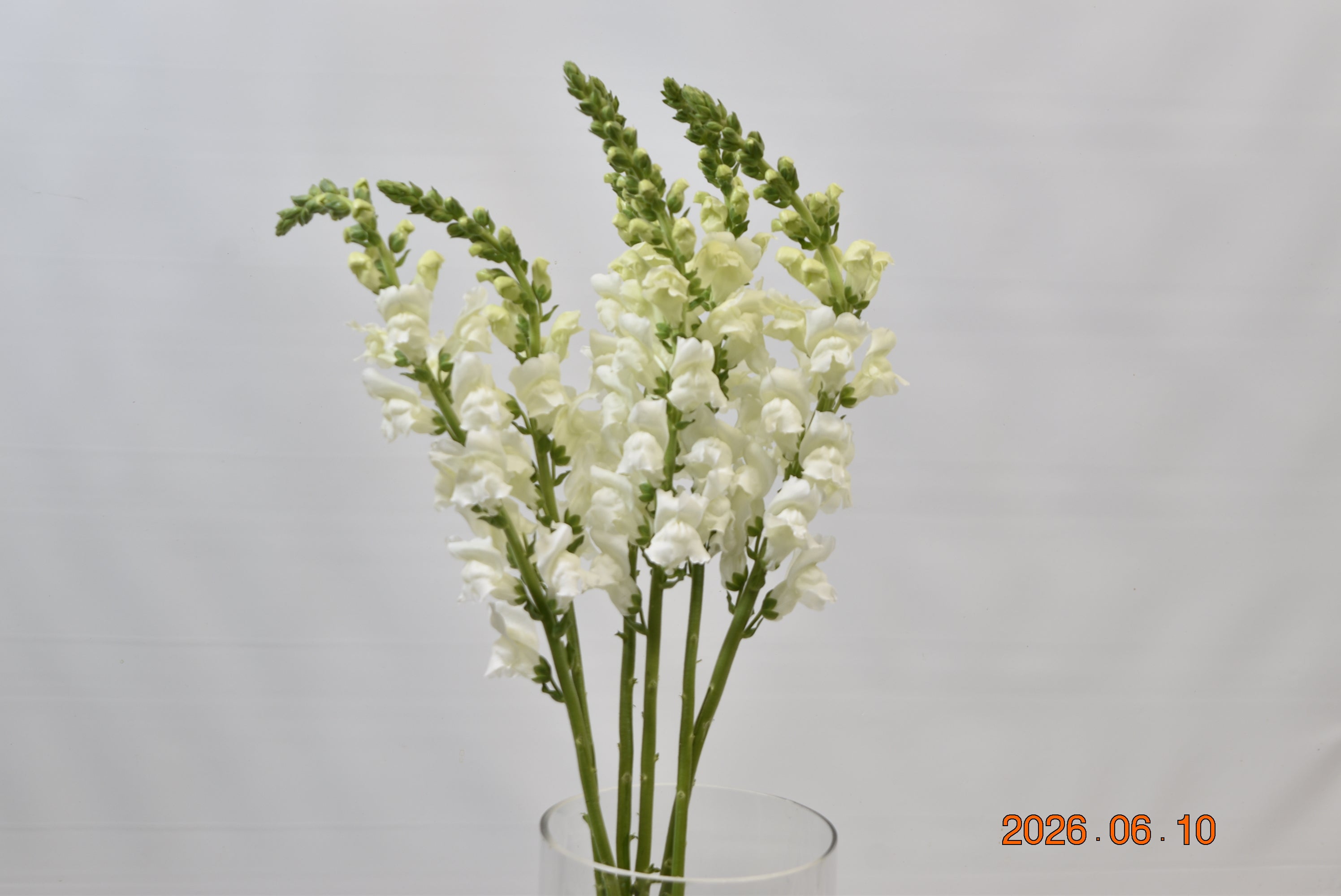 SNAPDRAGON WHITE Large