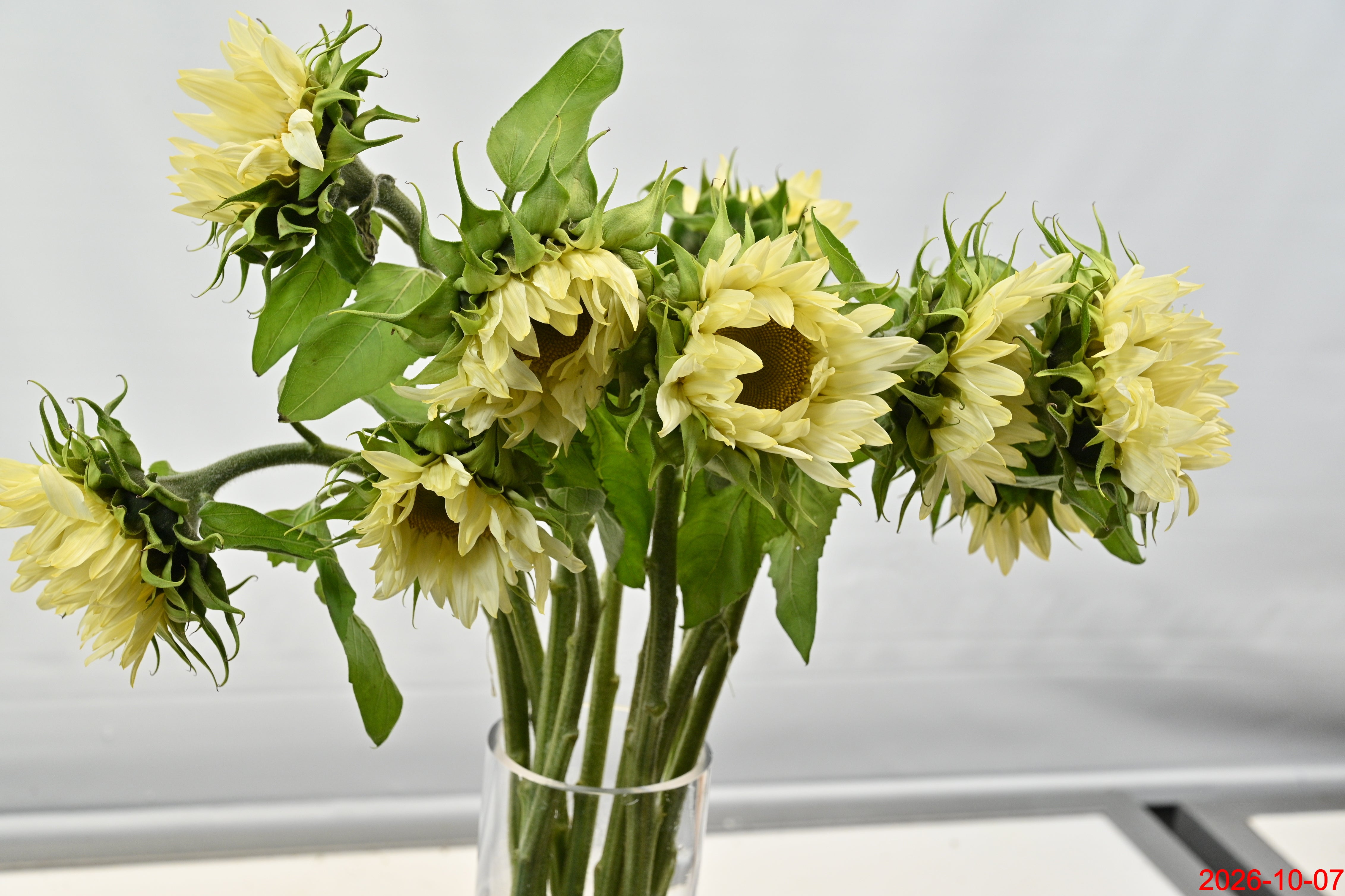 Sunflower White Nite Large