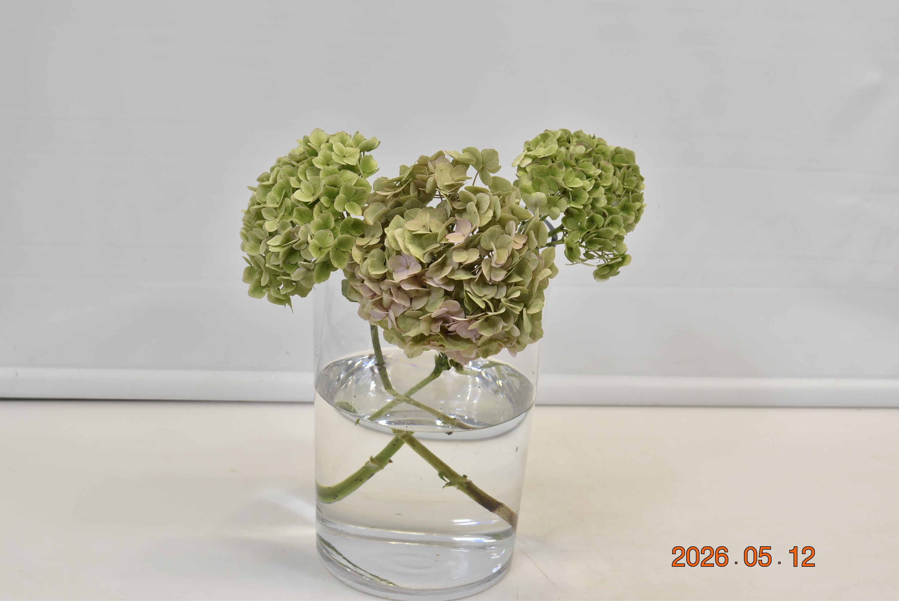 HYDRANGEA SELVA VERDE GREEN Large