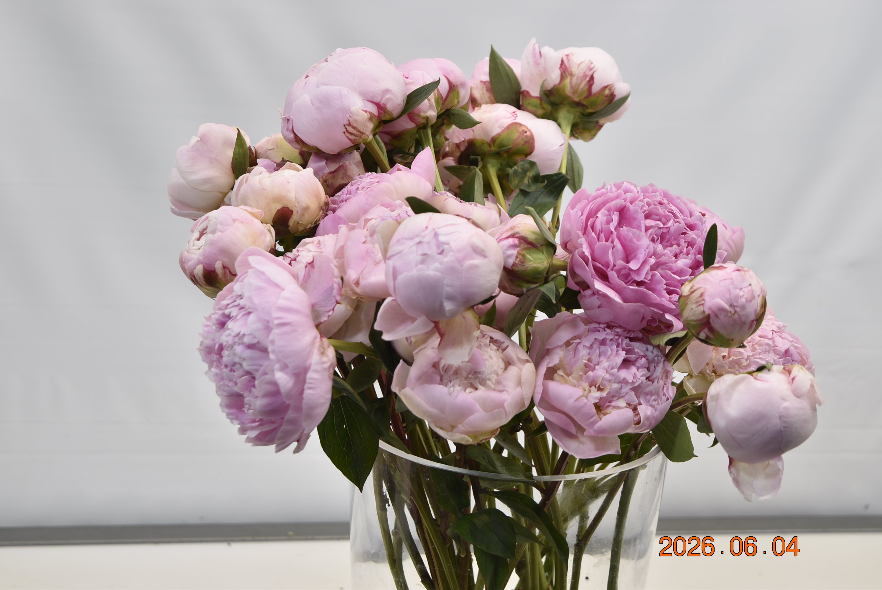 PEONY SARAH BERNHARDT Large