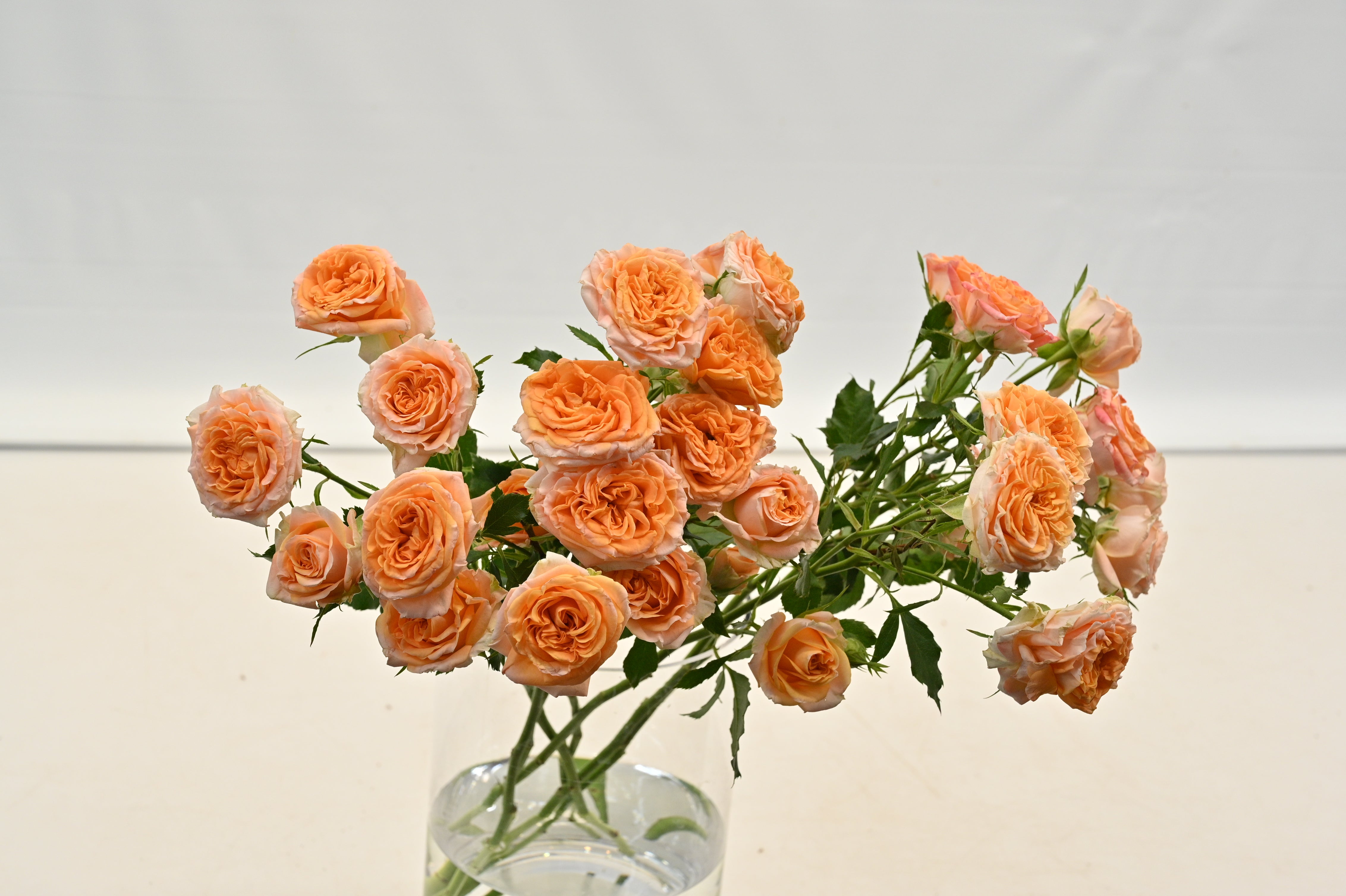 Rose Spray Fibonacci Aureus Large