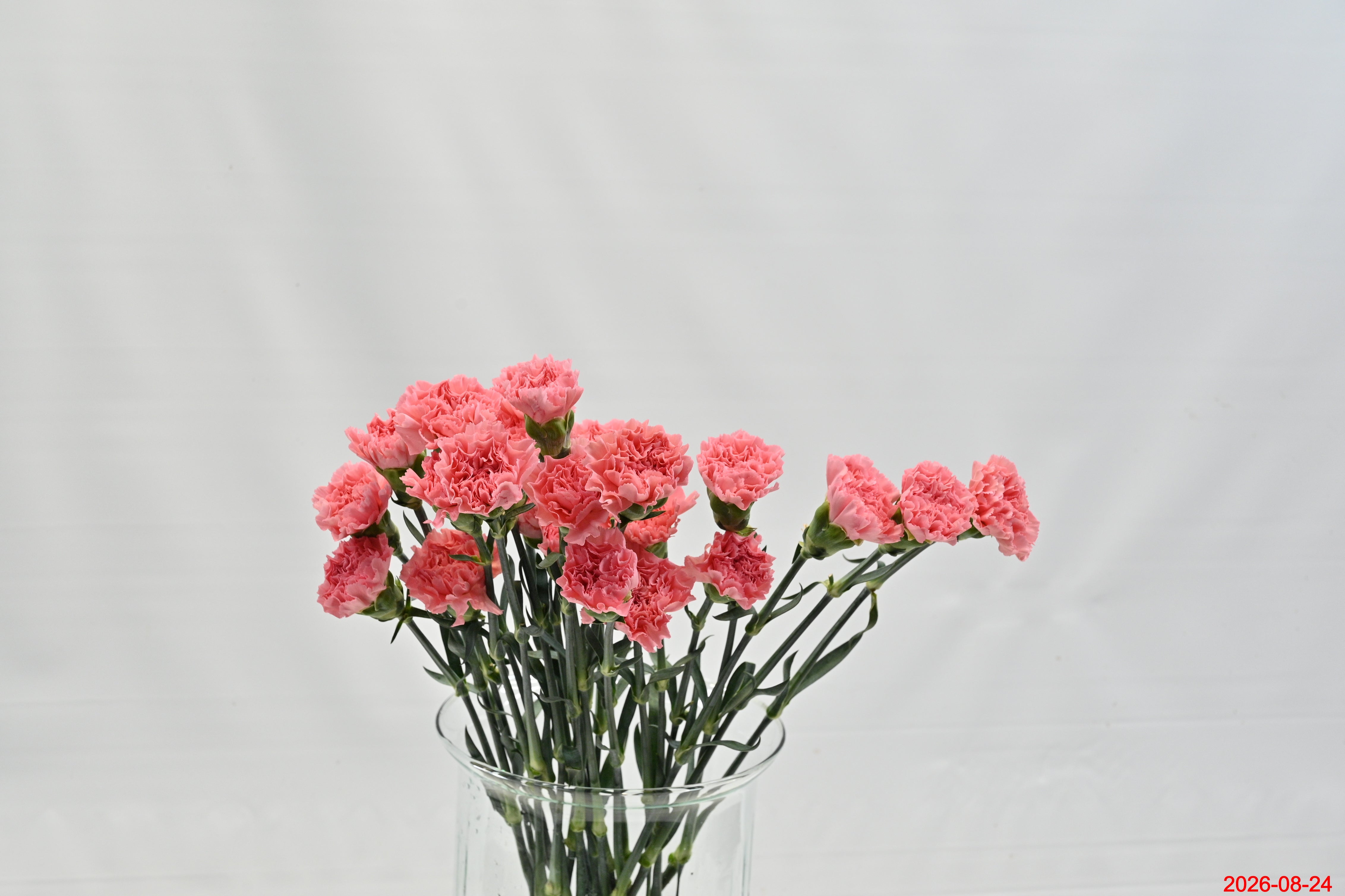 CARNATION KAORI Large
