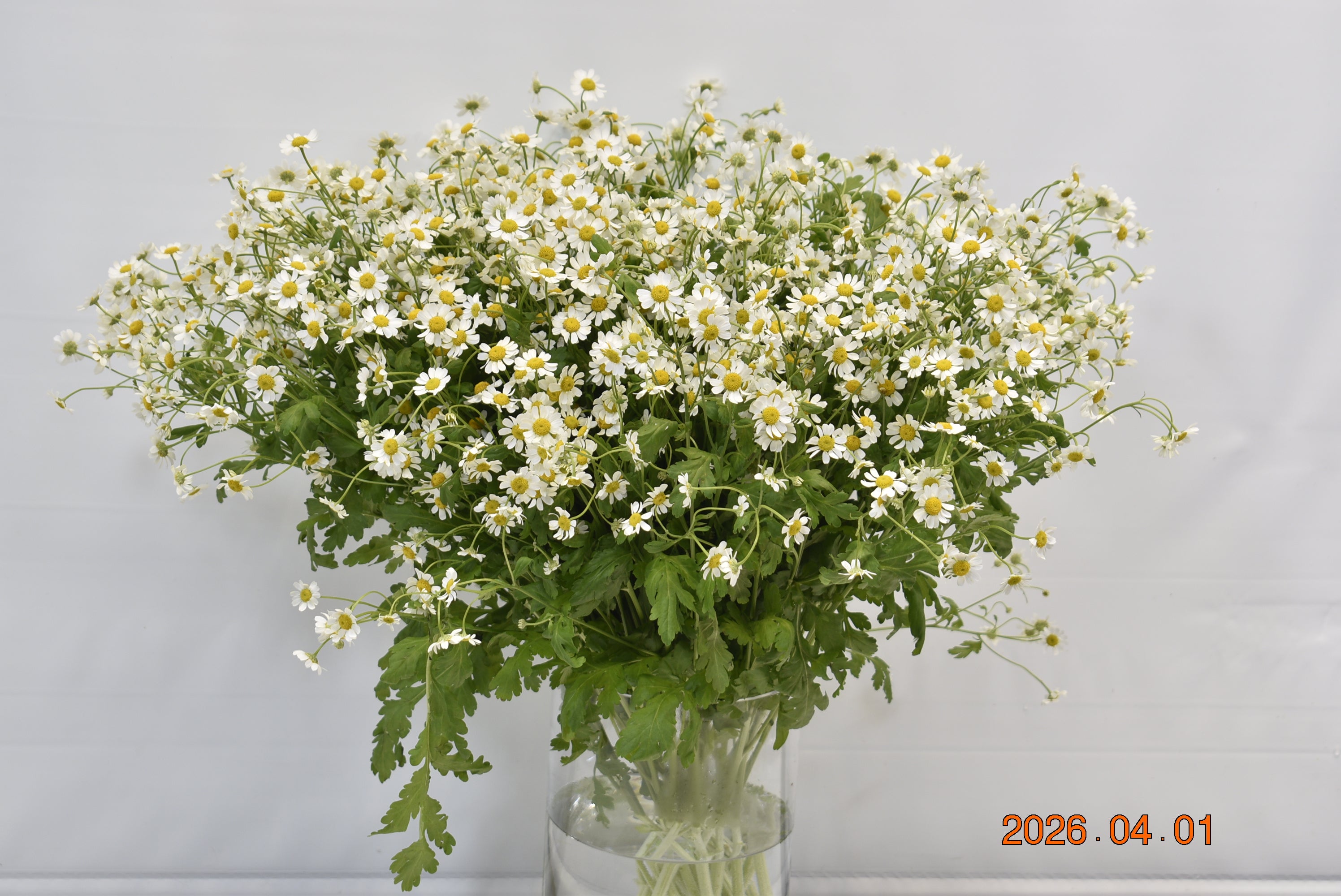 MATRICARIA CAMILLE Large