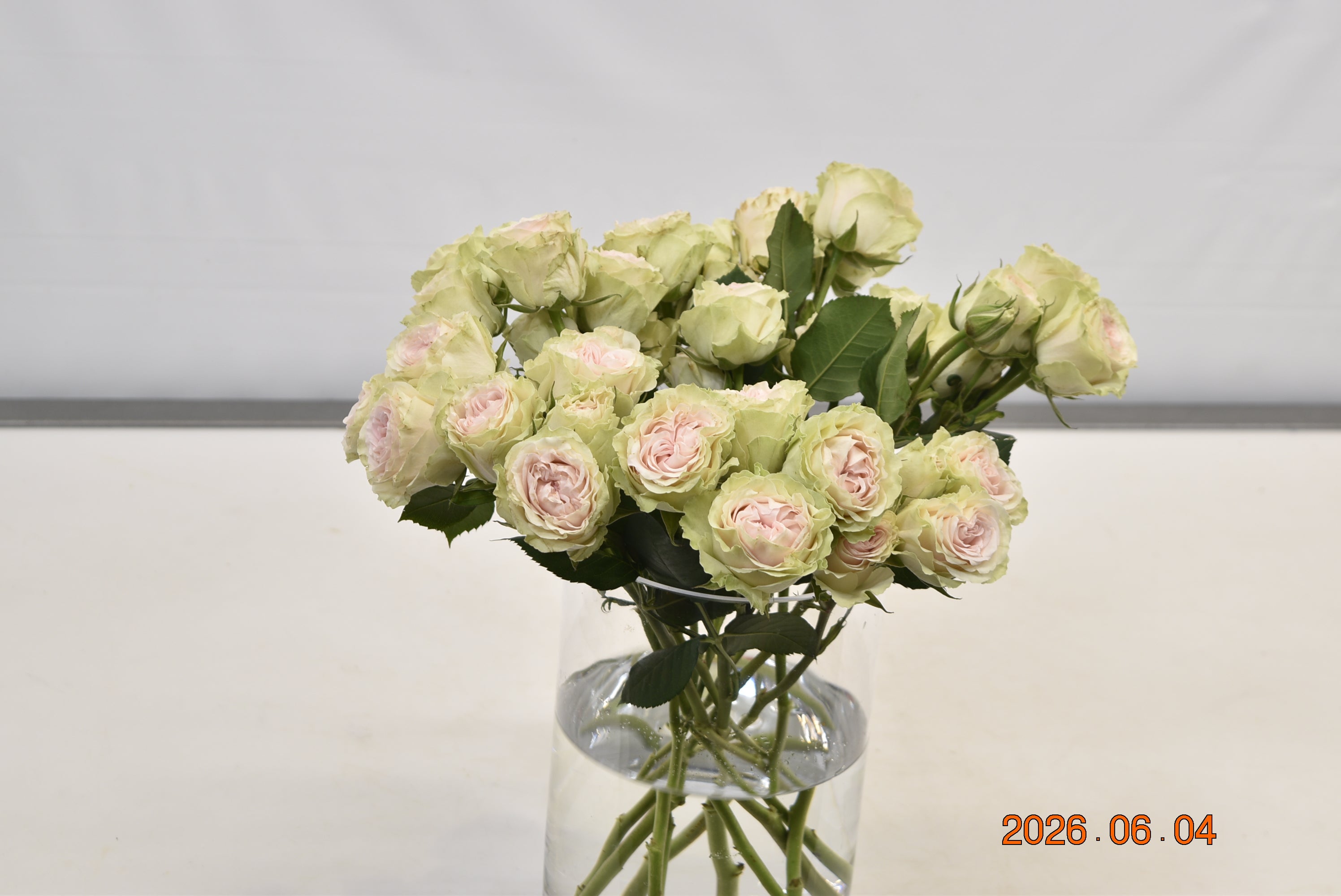Rose Spray Fibonacci Yantra Large
