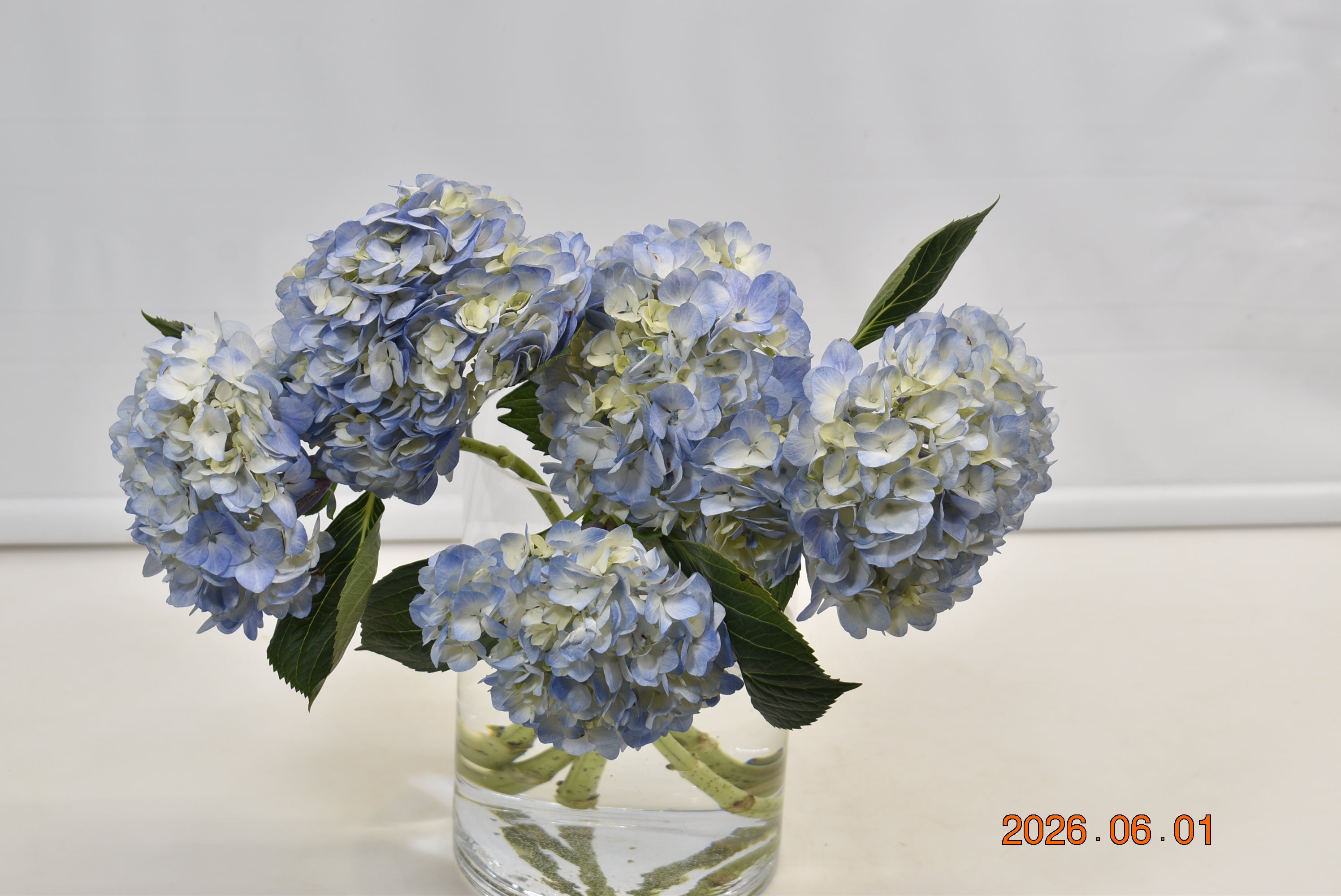 HYDRANGEA S. A. BLUE WHITE Large
