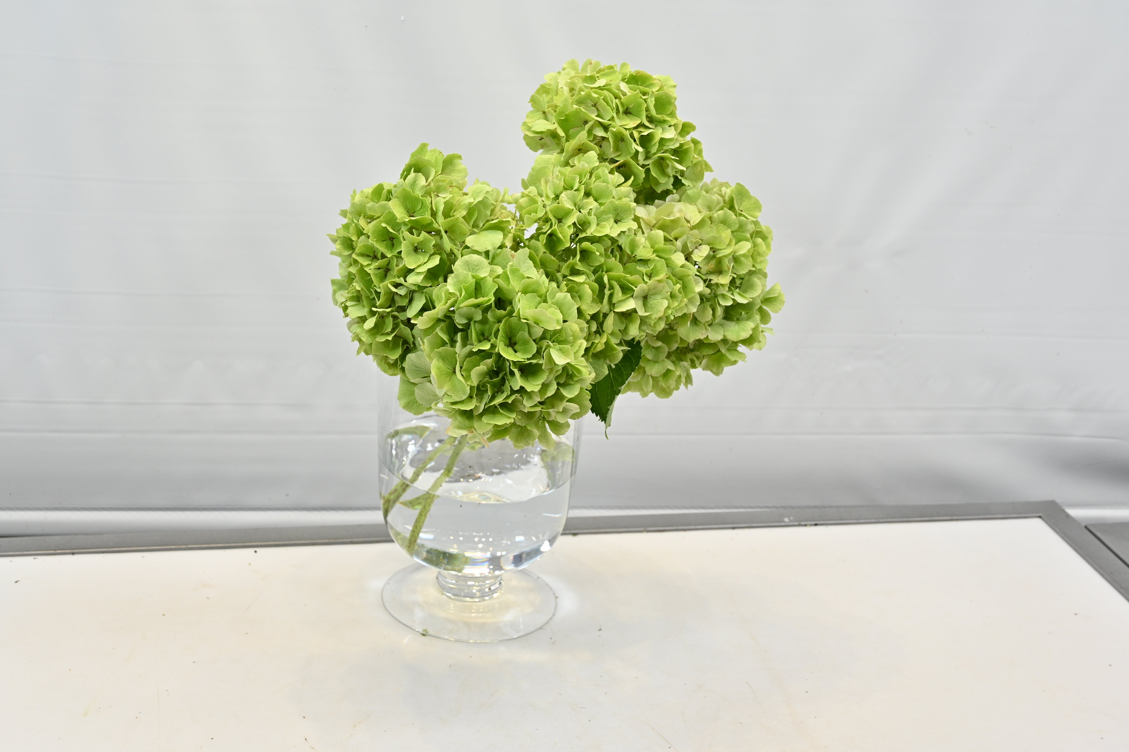 Hydrangea Green Large