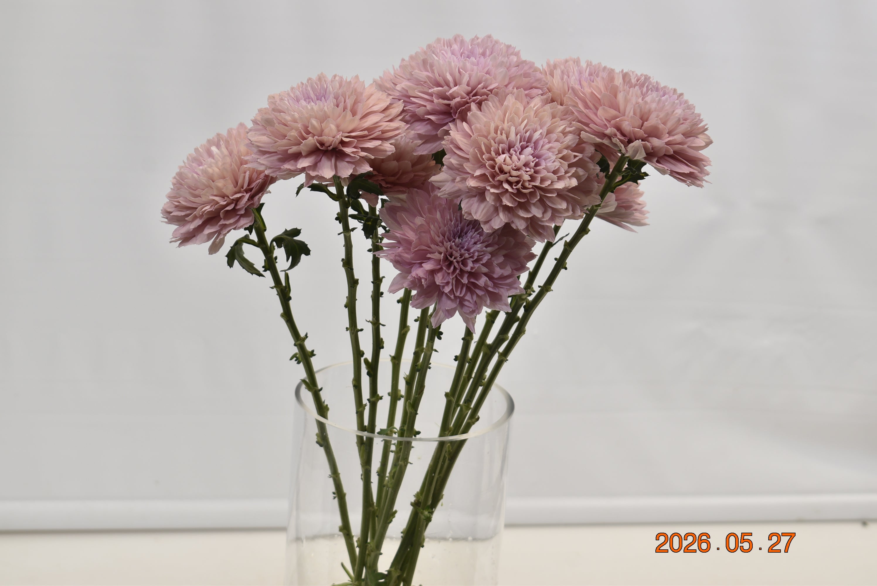 Cremone Boda Large