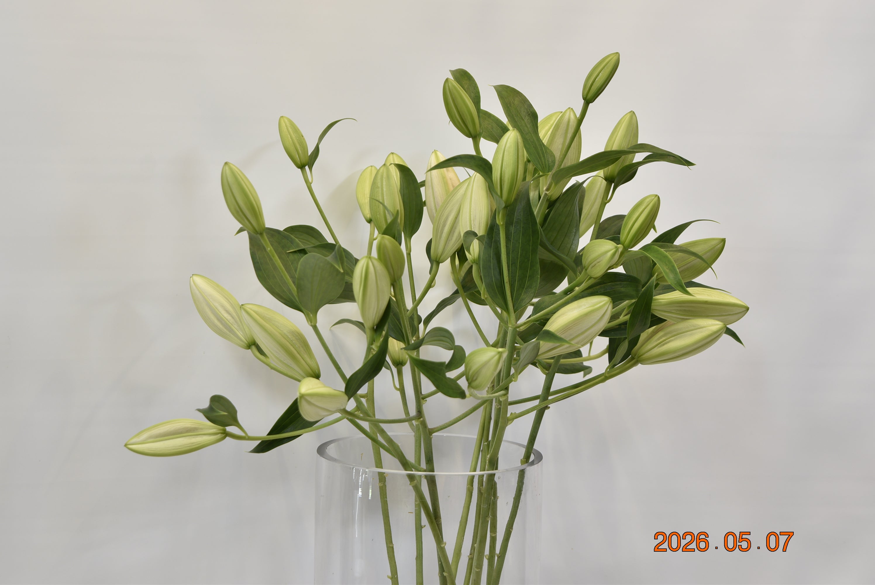 LILY ORIENTAL SORBONNE 4/5 Large