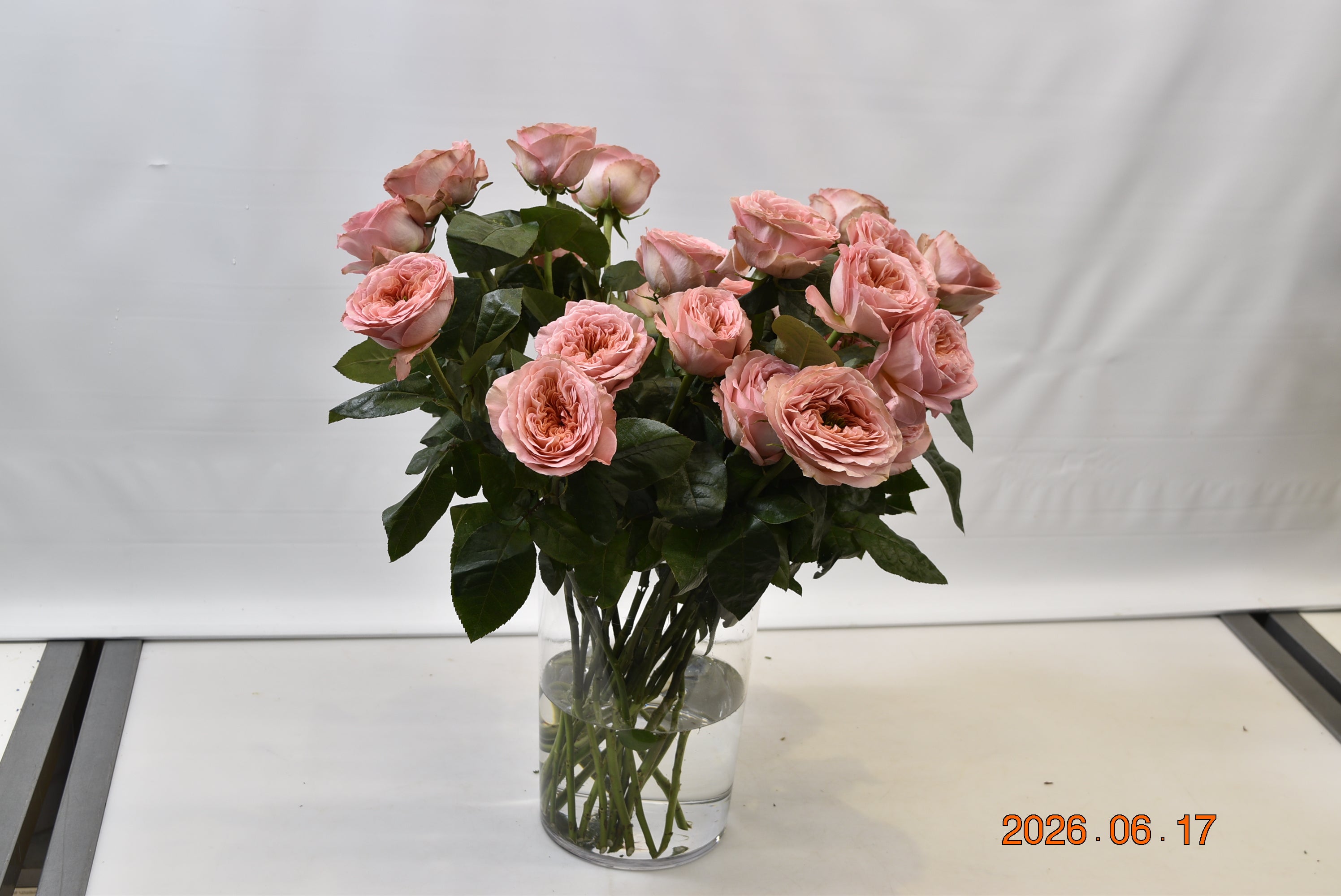 Rose Garden Mandarin X-Pression Large