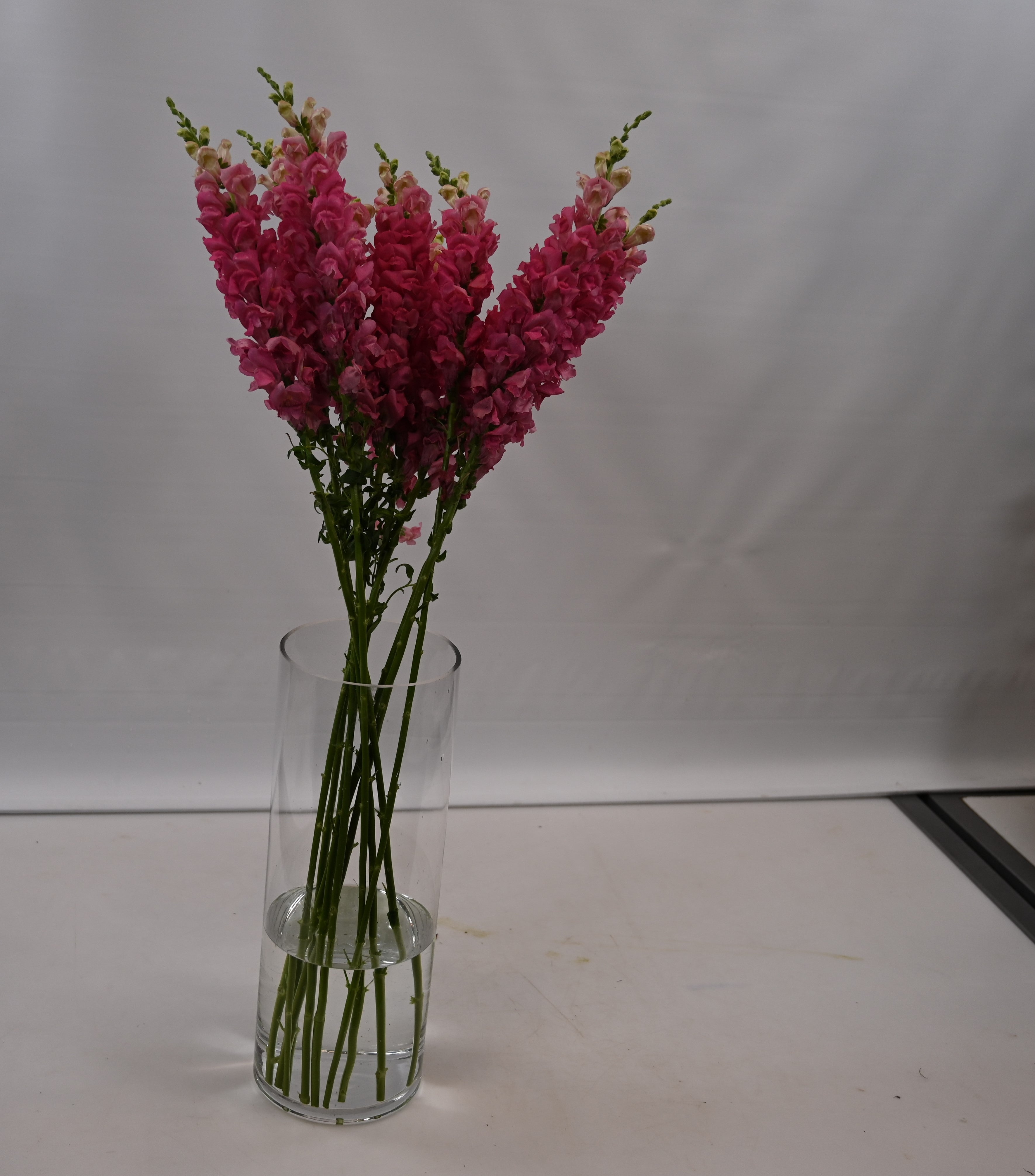 SNAPDRAGON PINK LONG Large