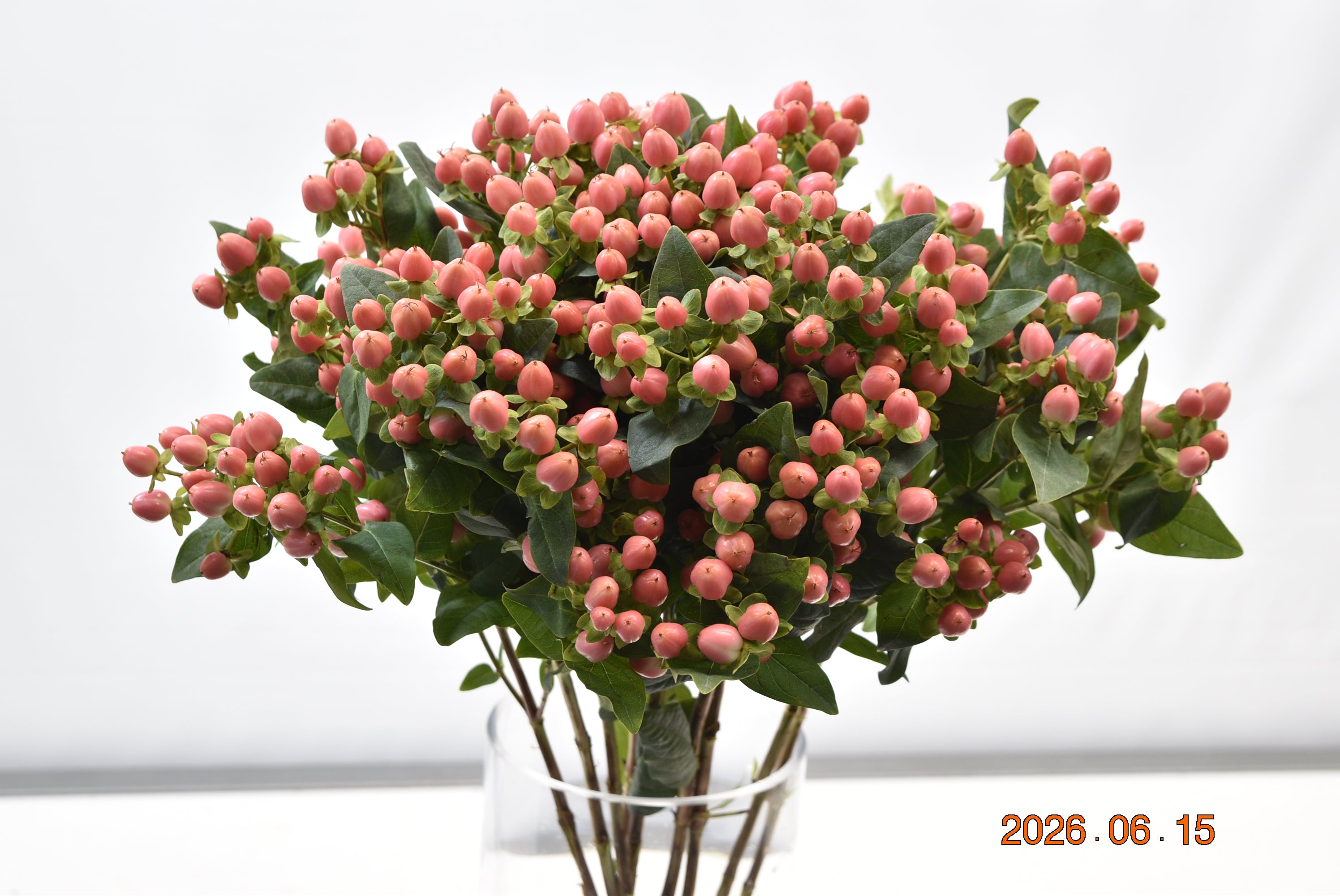 HYPERICUM COCO CASINO Large