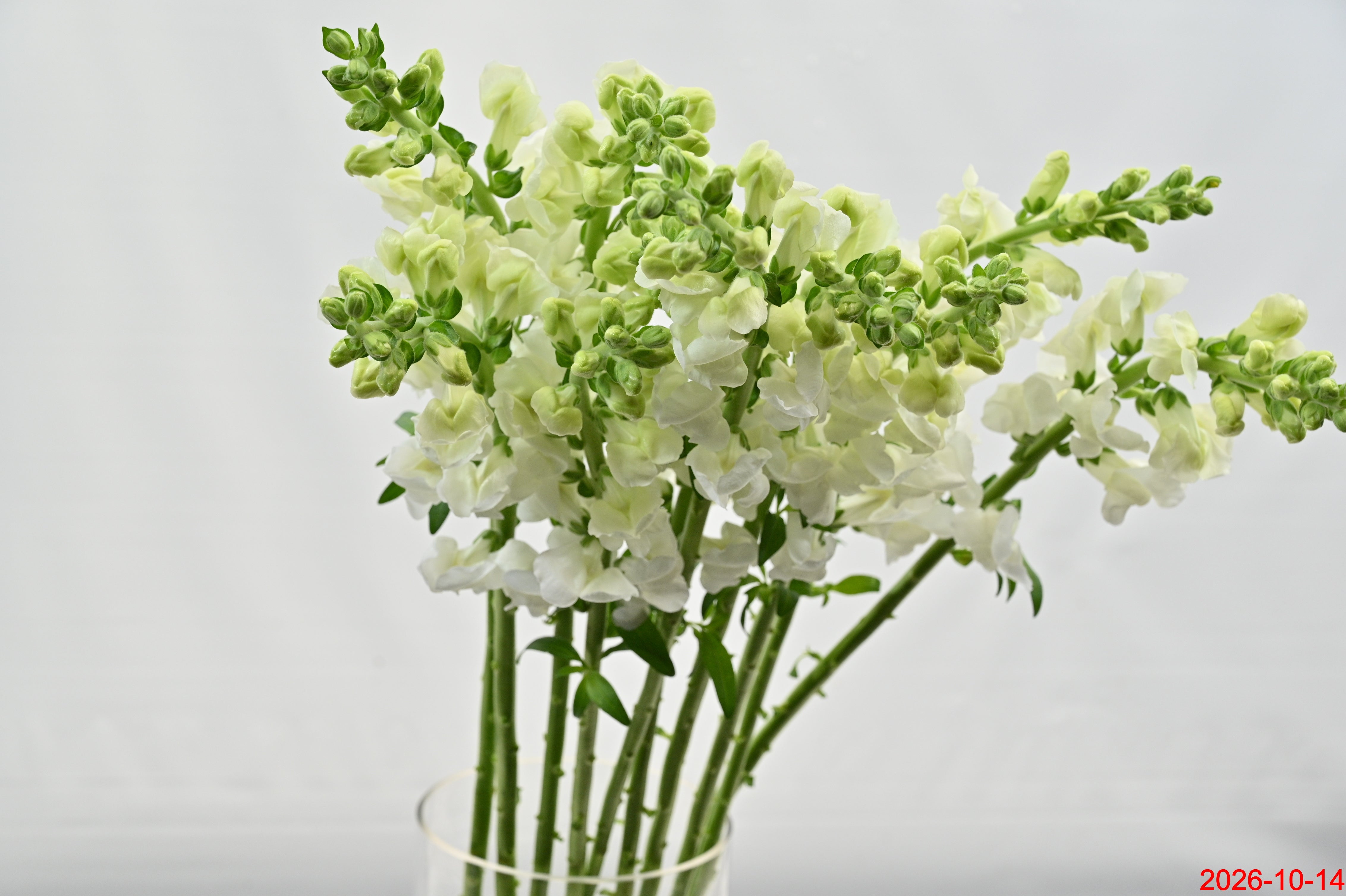 SNAPDRAGON WHITE Large