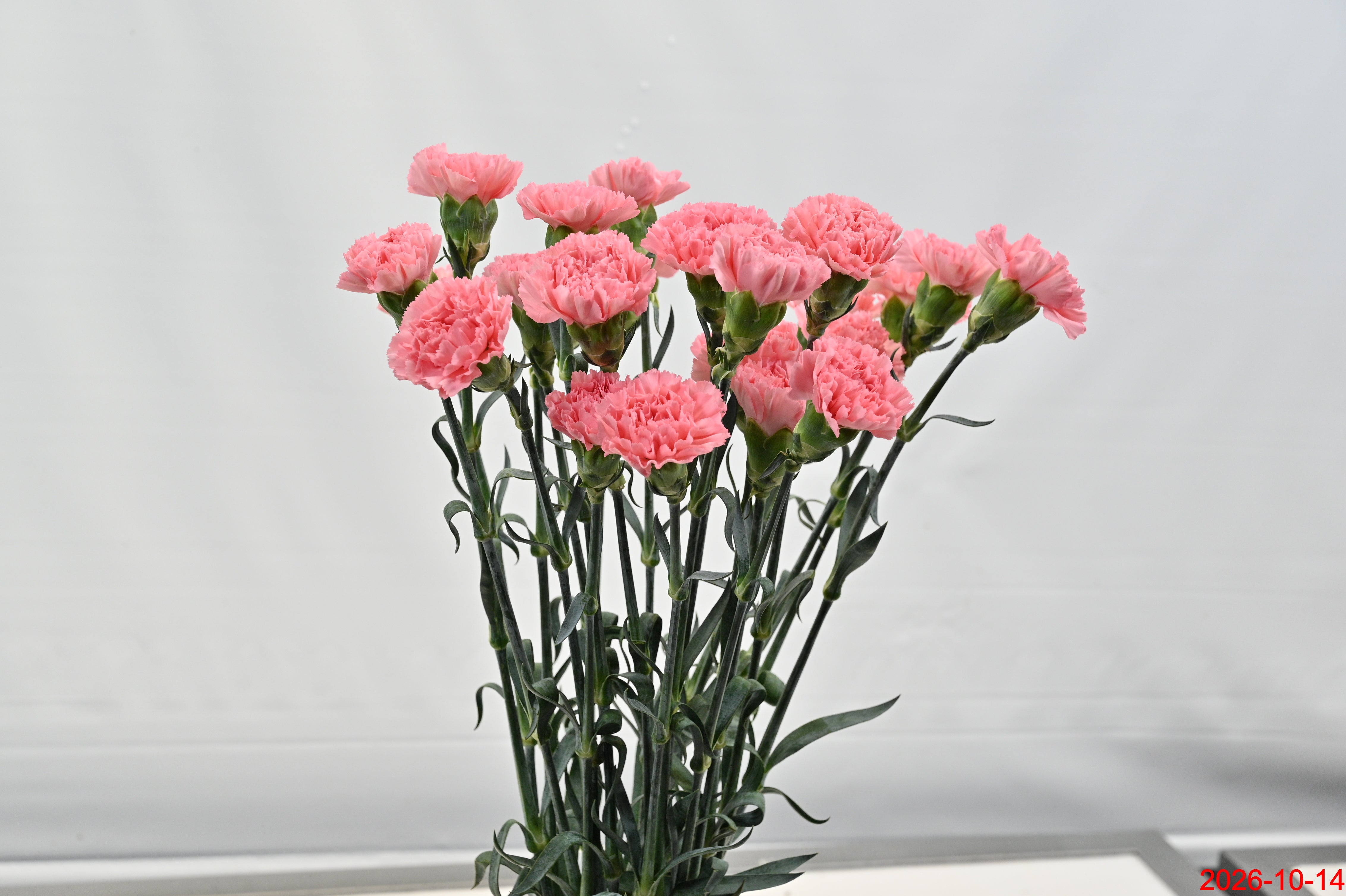 CARNATION KAORI Large