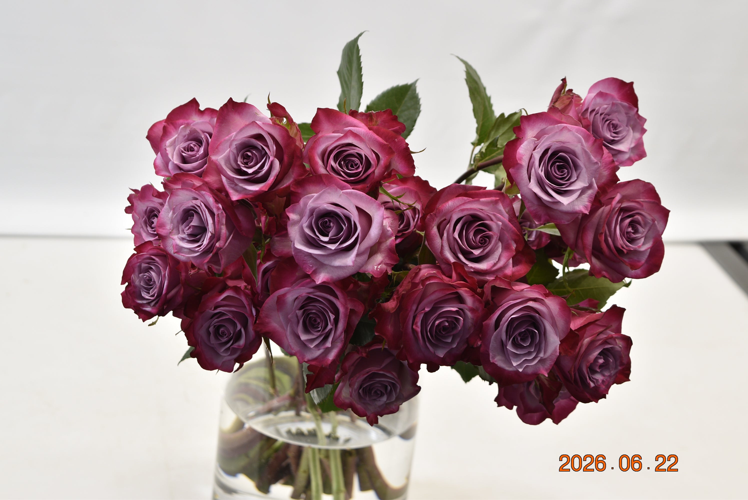 ROSE DEEP PURPLE Large