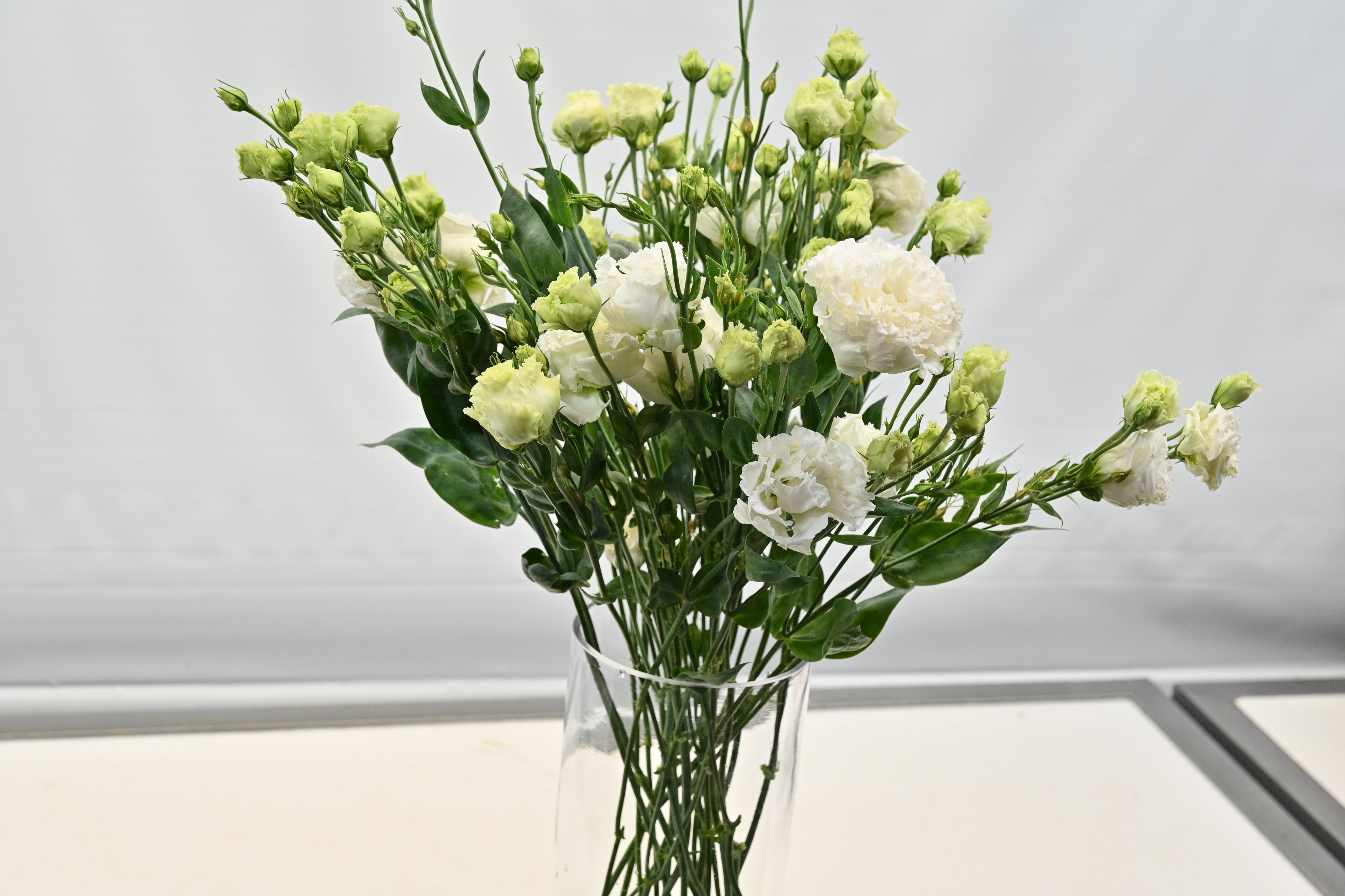 LISIANTHUS DBL WHITE Large