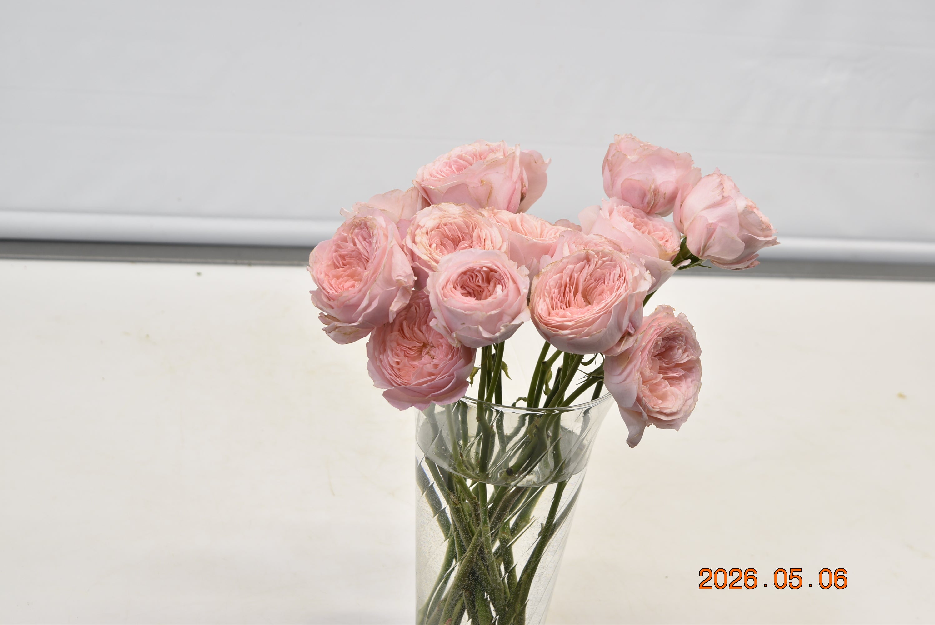 Rose Spray Fibonacci Nautilus Large