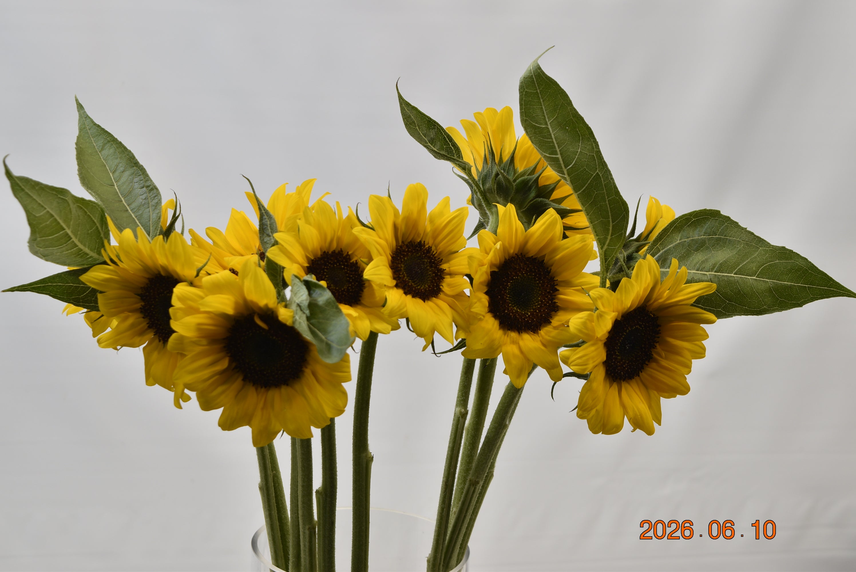 SUNFLOWER ASSORTED Large