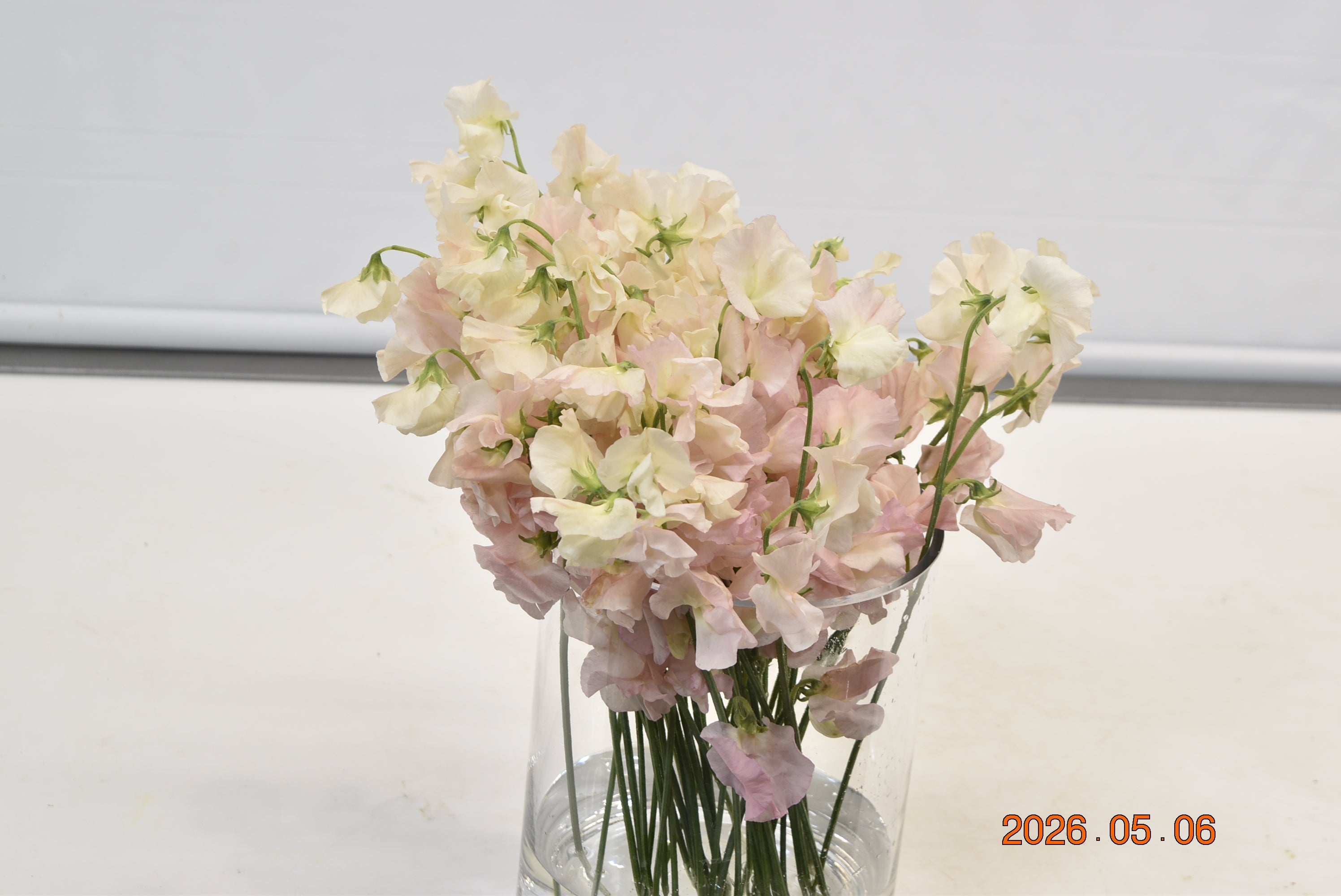 Sweet Pea Peach Large