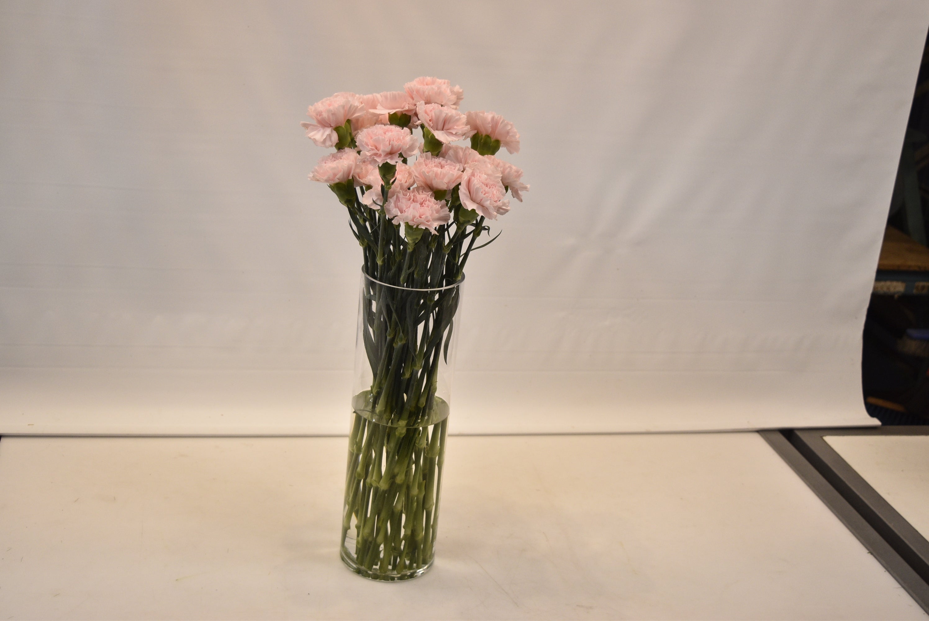 CARNATION DONCEL Large
