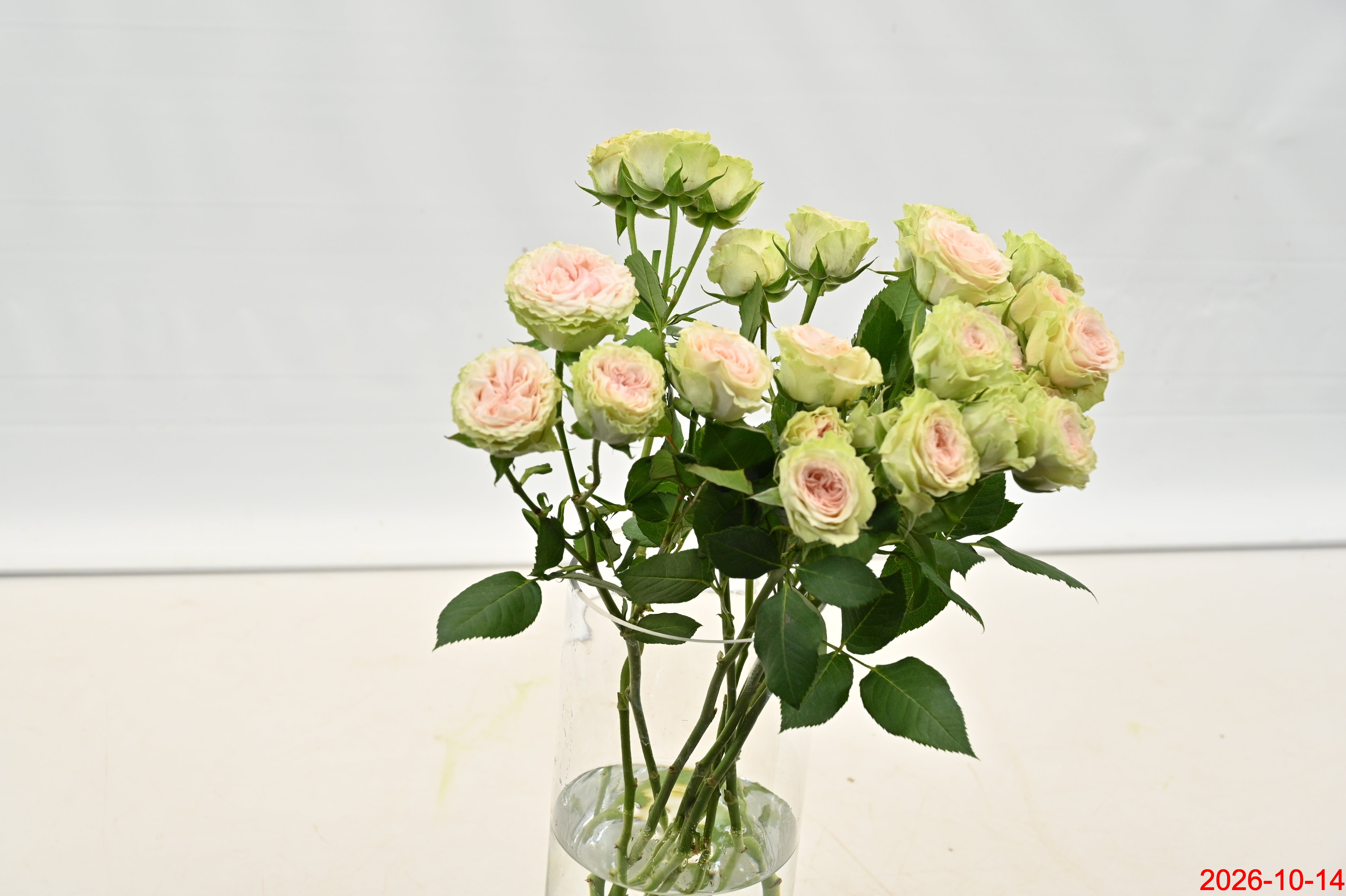 Rose Spray Fibonacci Yantra Large