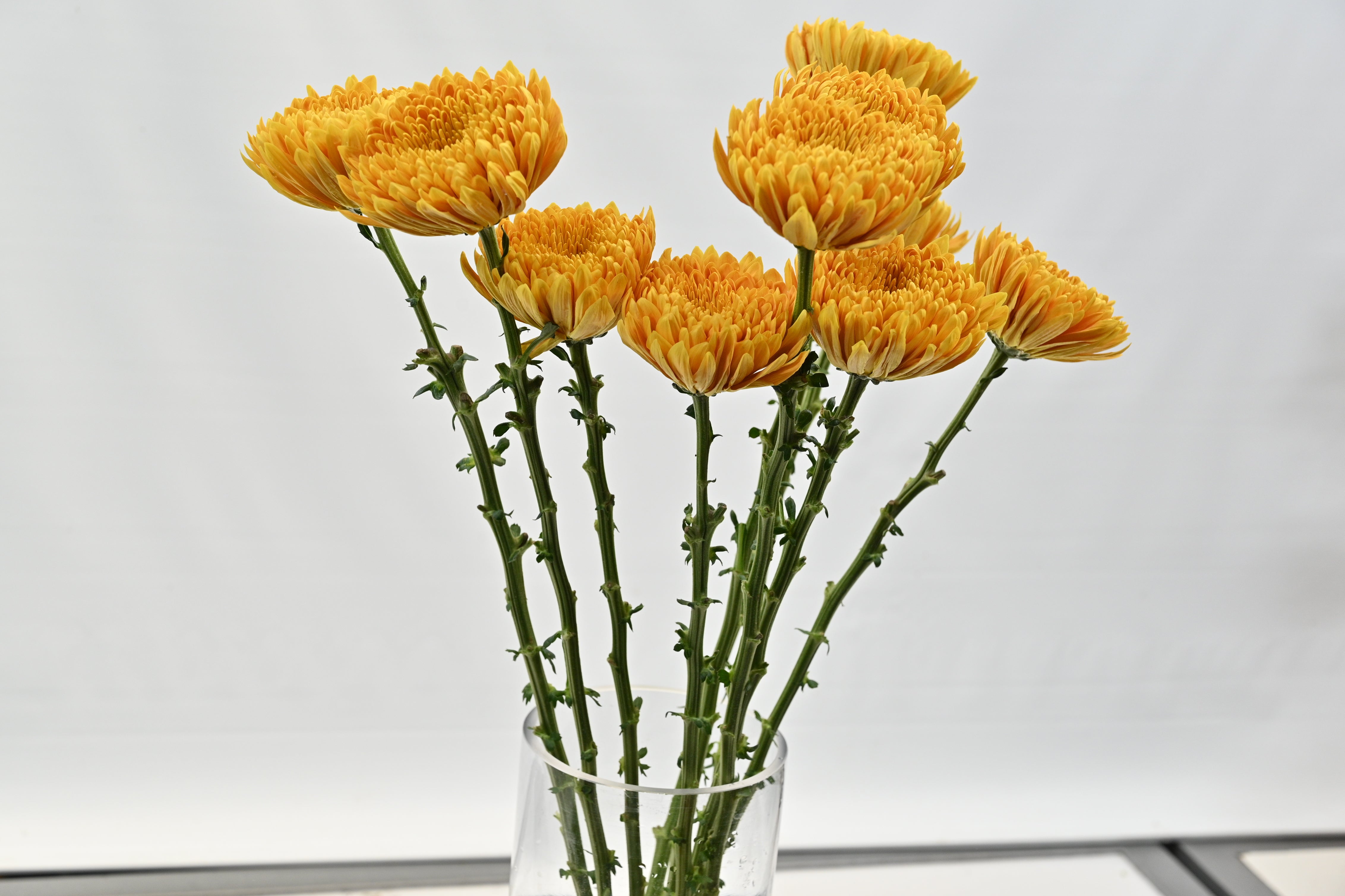 Chrysanthemum Creme Brulee Large