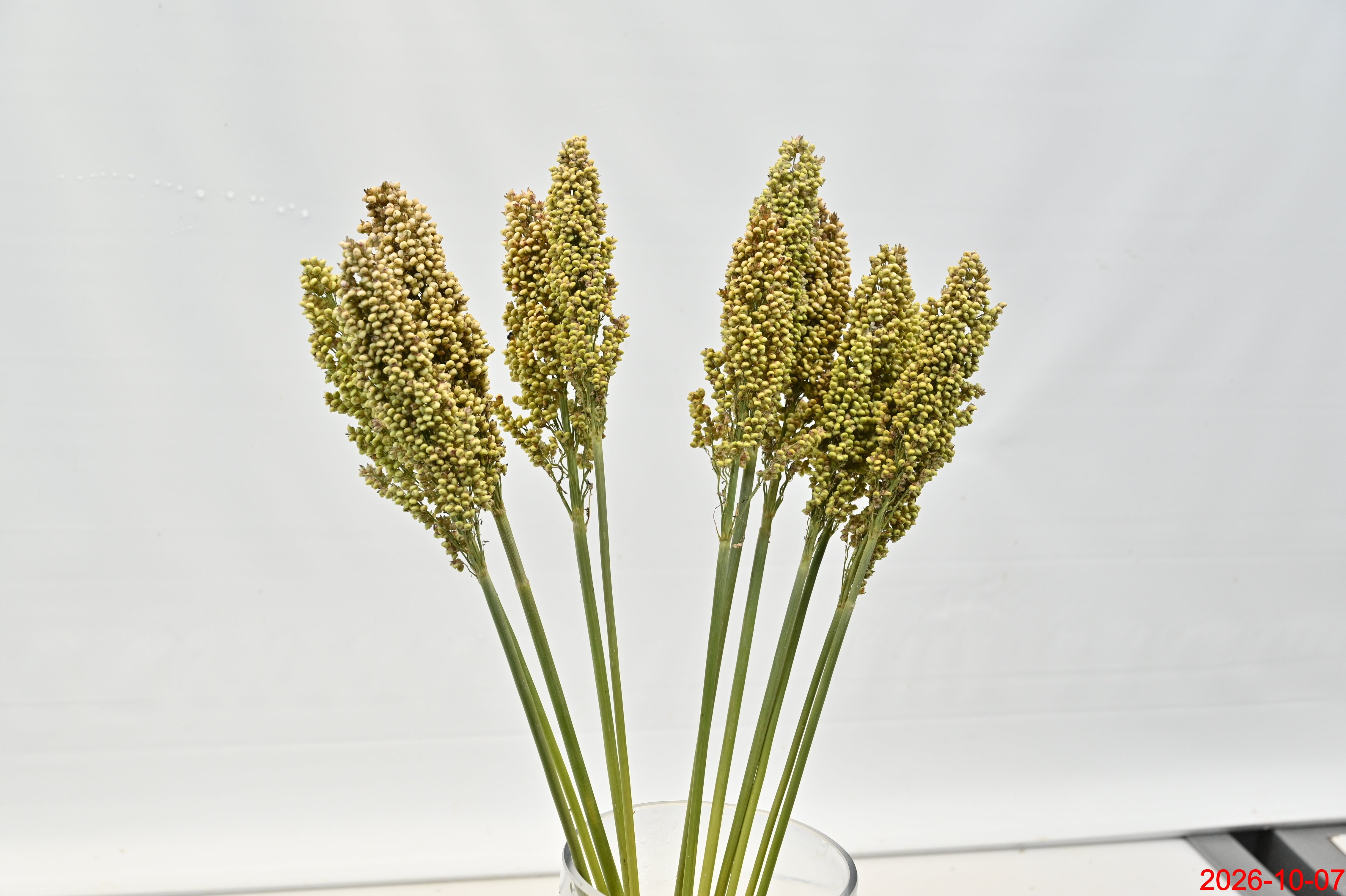 BROOMCORN Large