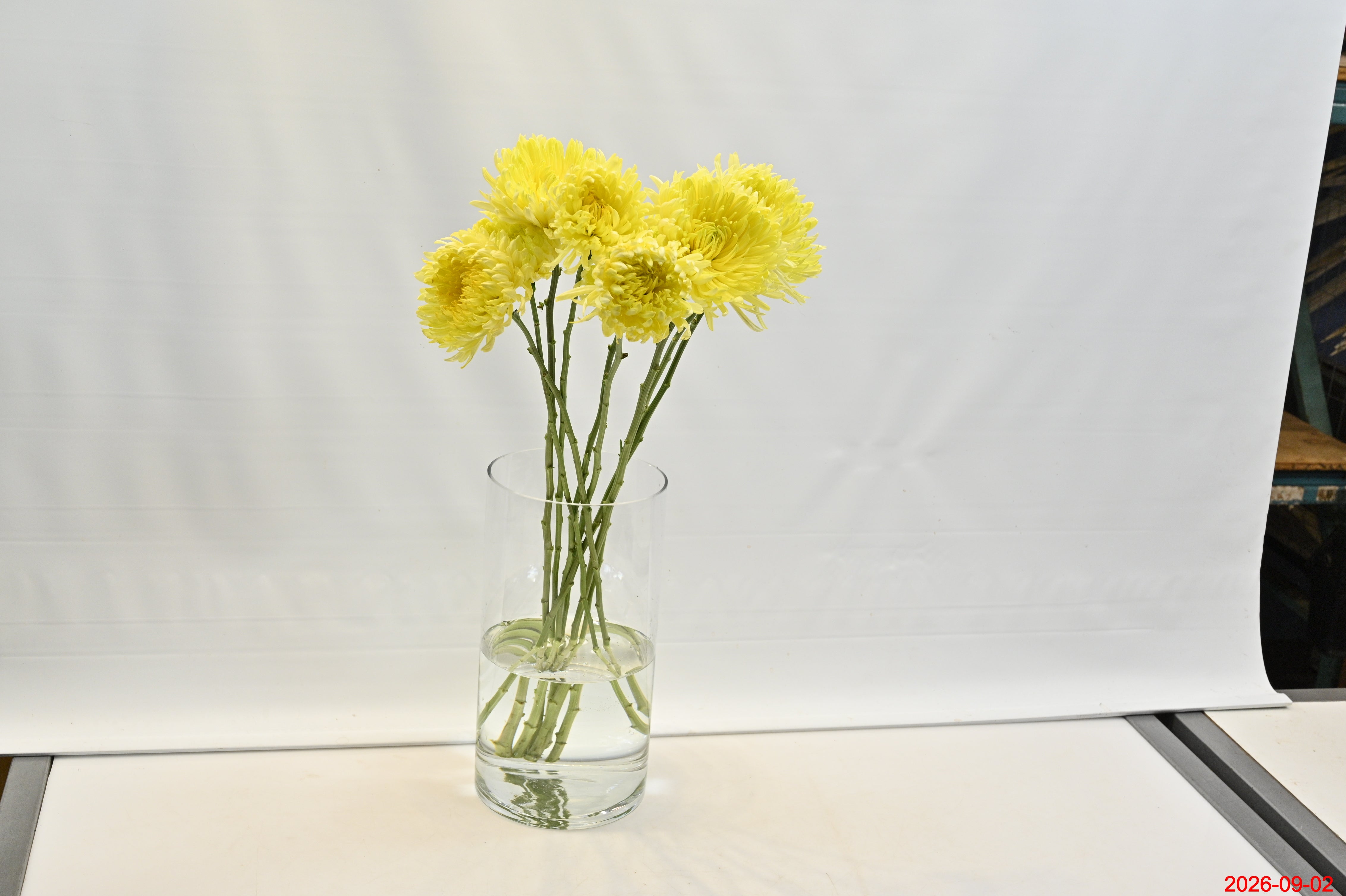 CREMONE YELLOW Large
