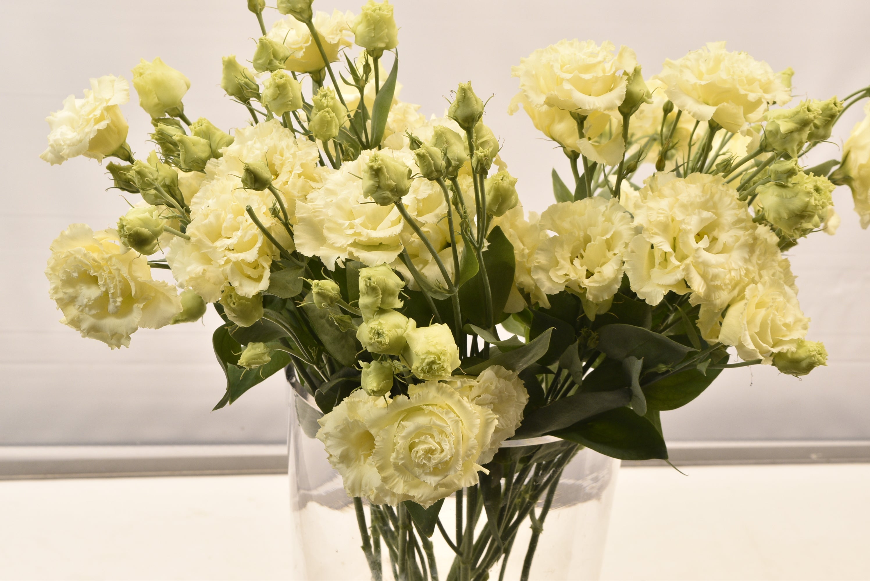 LISIANTHUS YELLOW RF Large